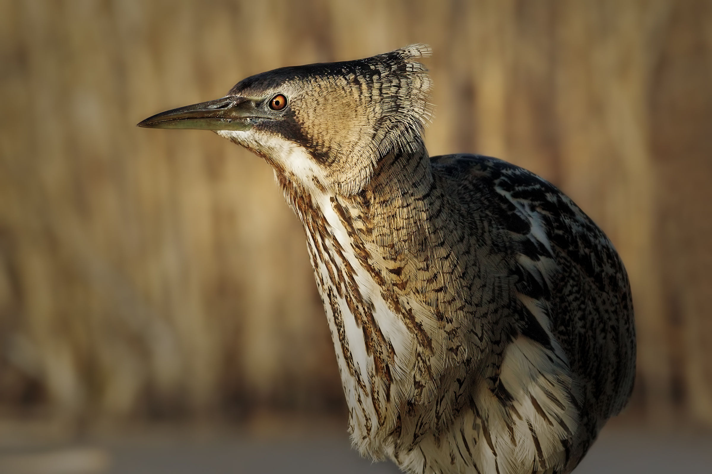 Testa di Tarabuso !!!