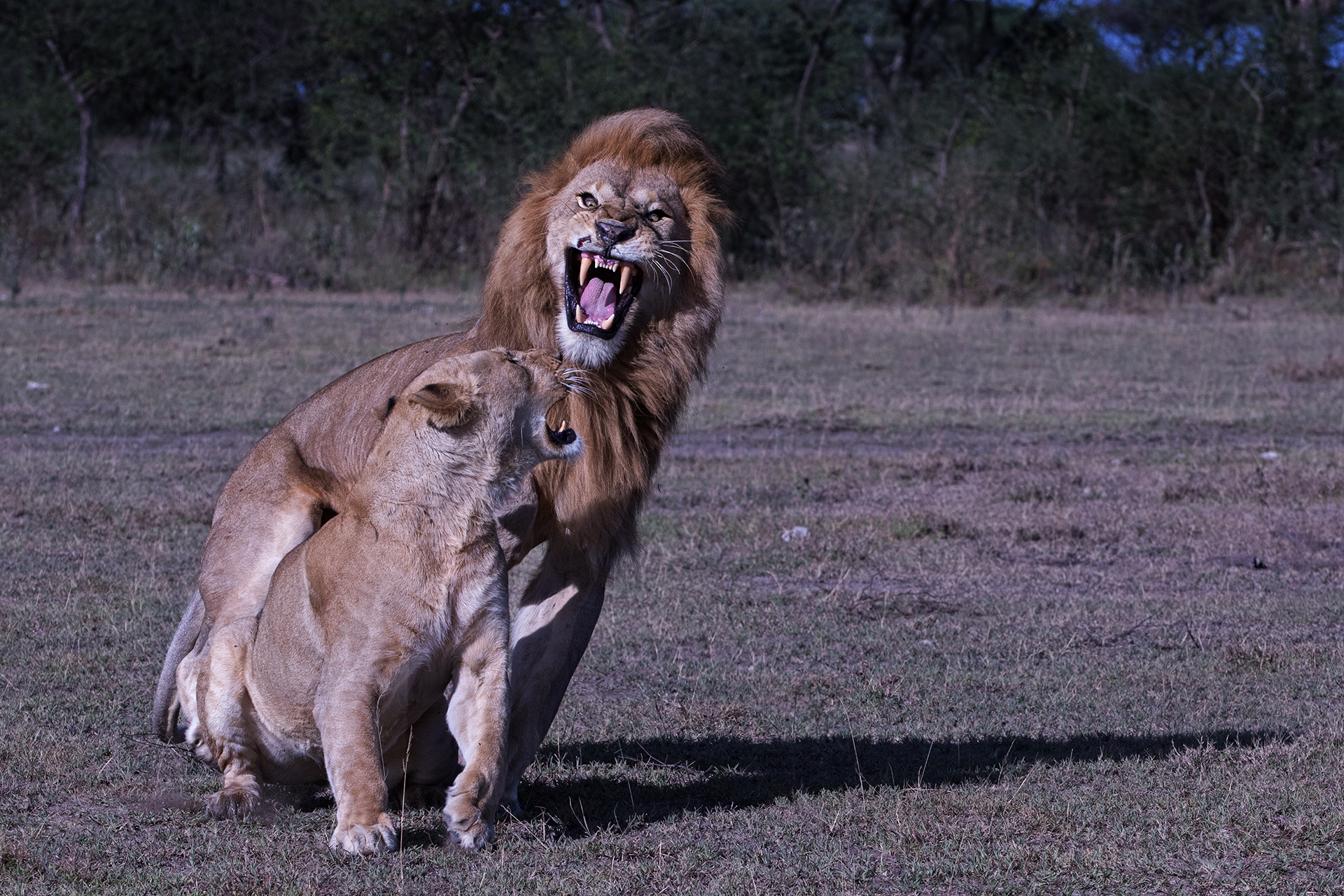 Love is not good if it is not litigatello ...