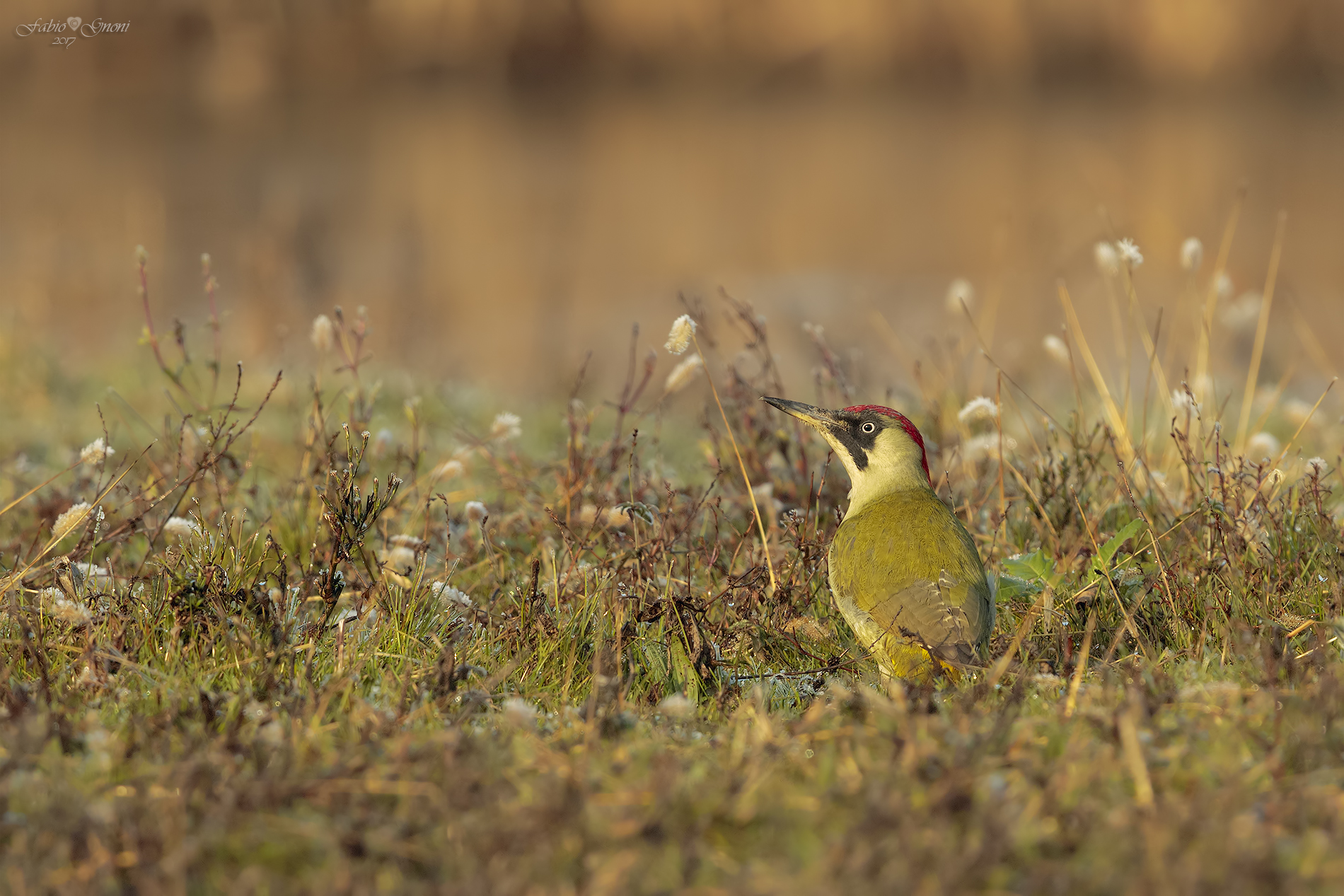 green woodpecker