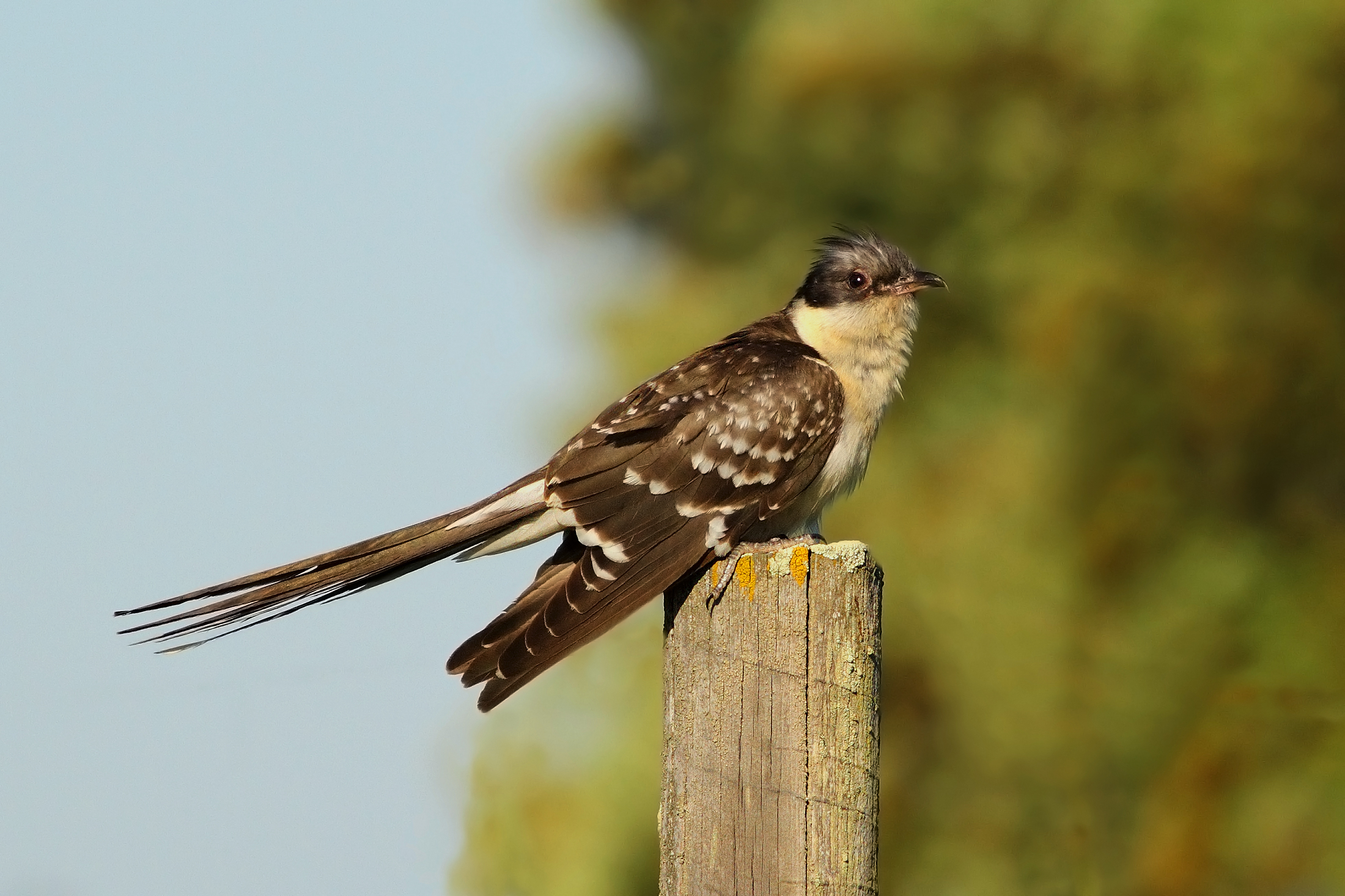 Spotted Cuckoo