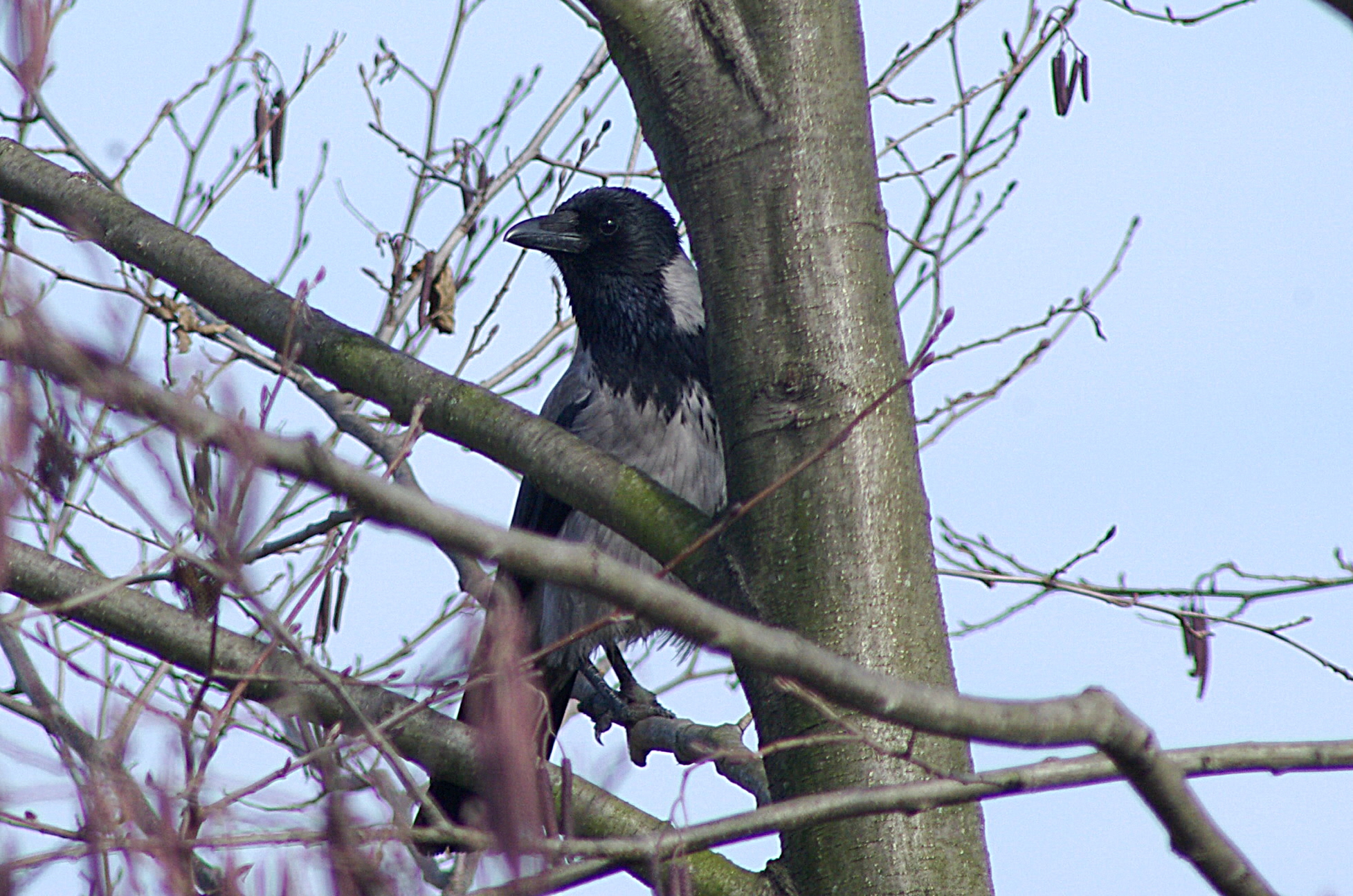 Cornacchia grigia ( Corvus Corone Cornix )