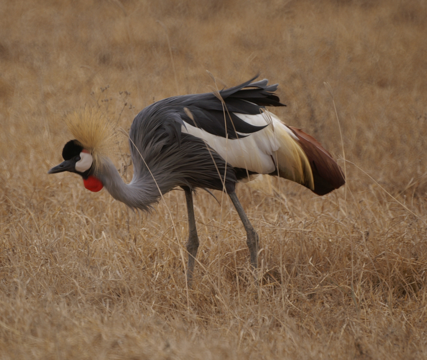 Crowned Crane - Kenya