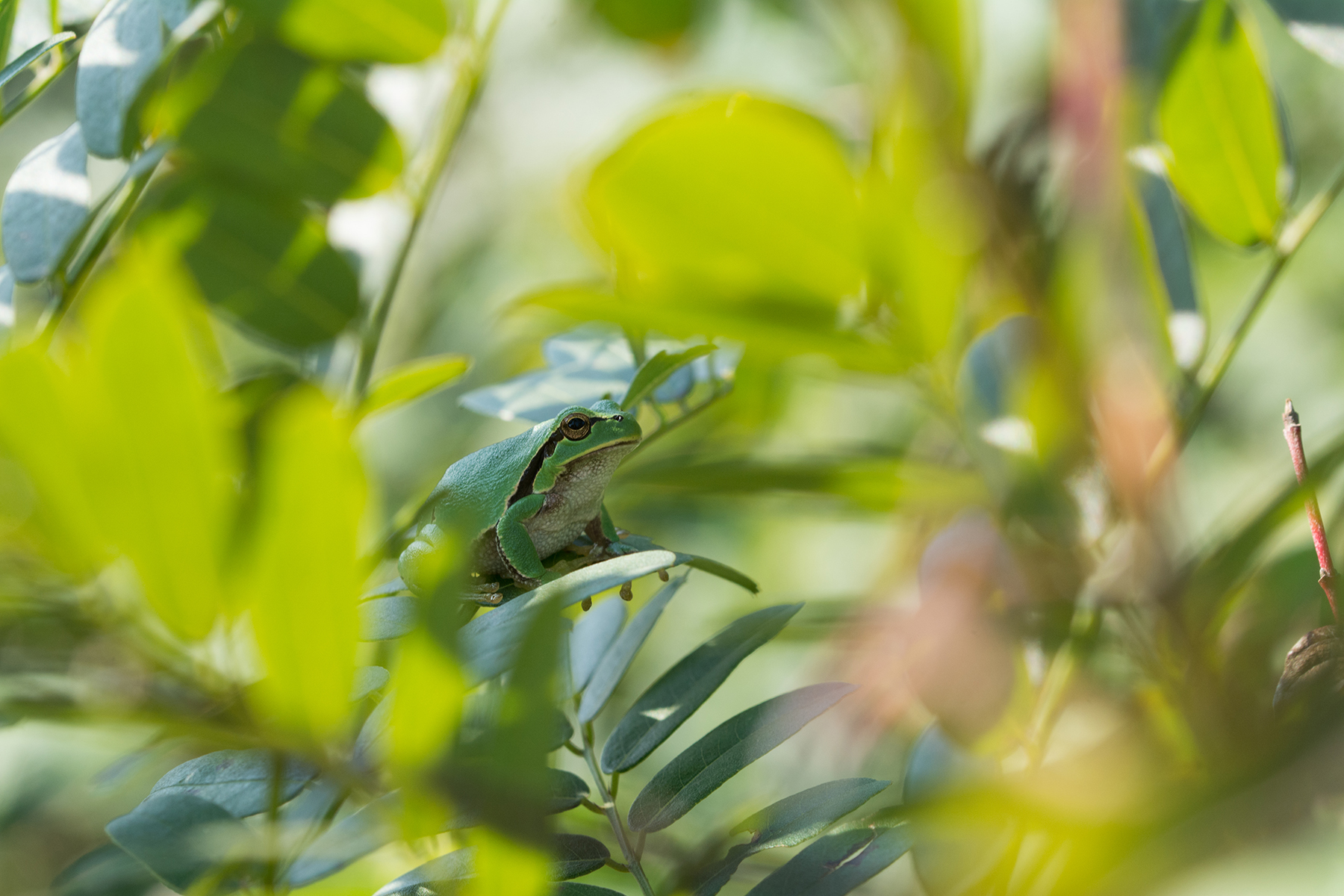 Raganella tra le fronde