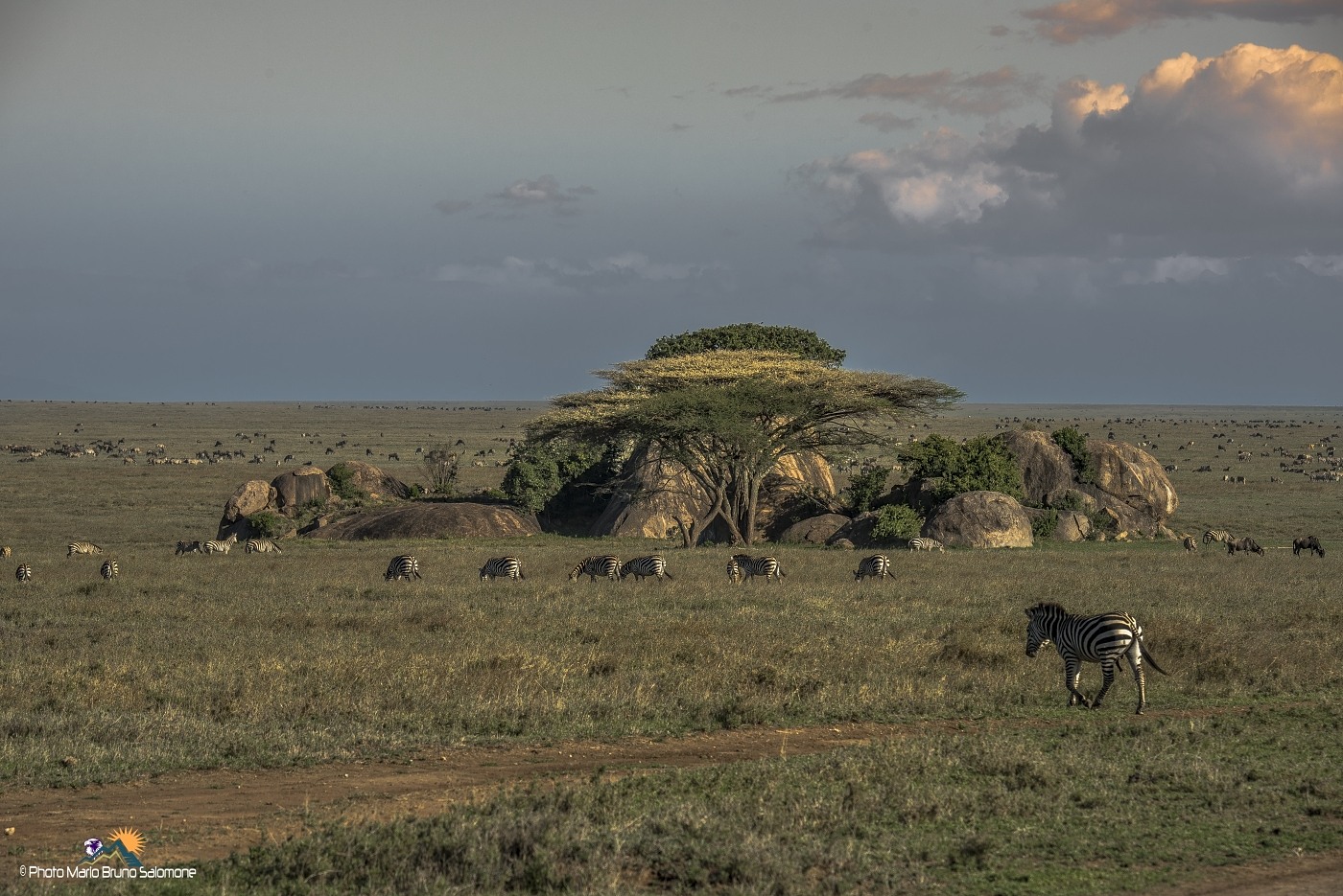 Life and color from the Serengeti
