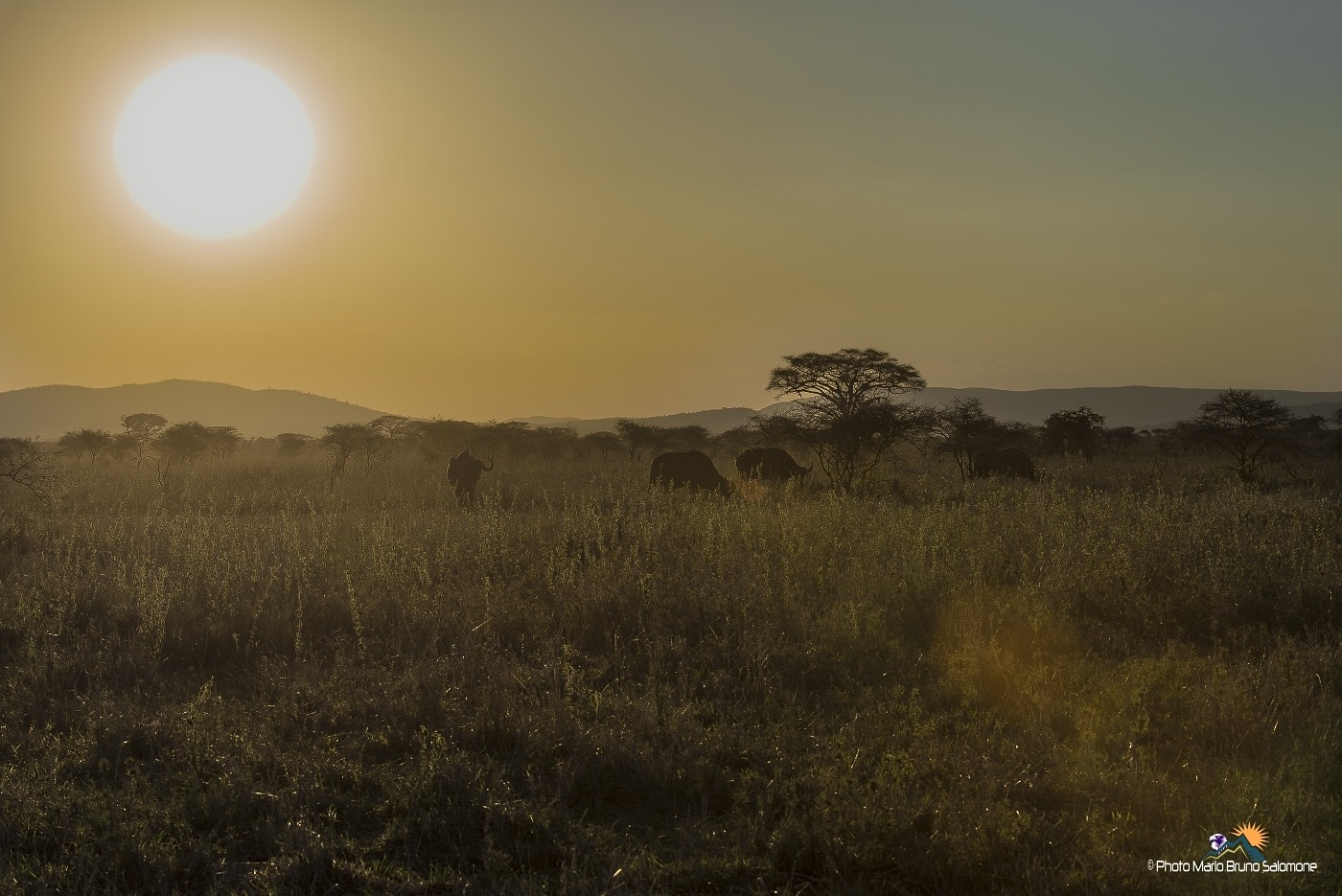 Serengeti backlit.