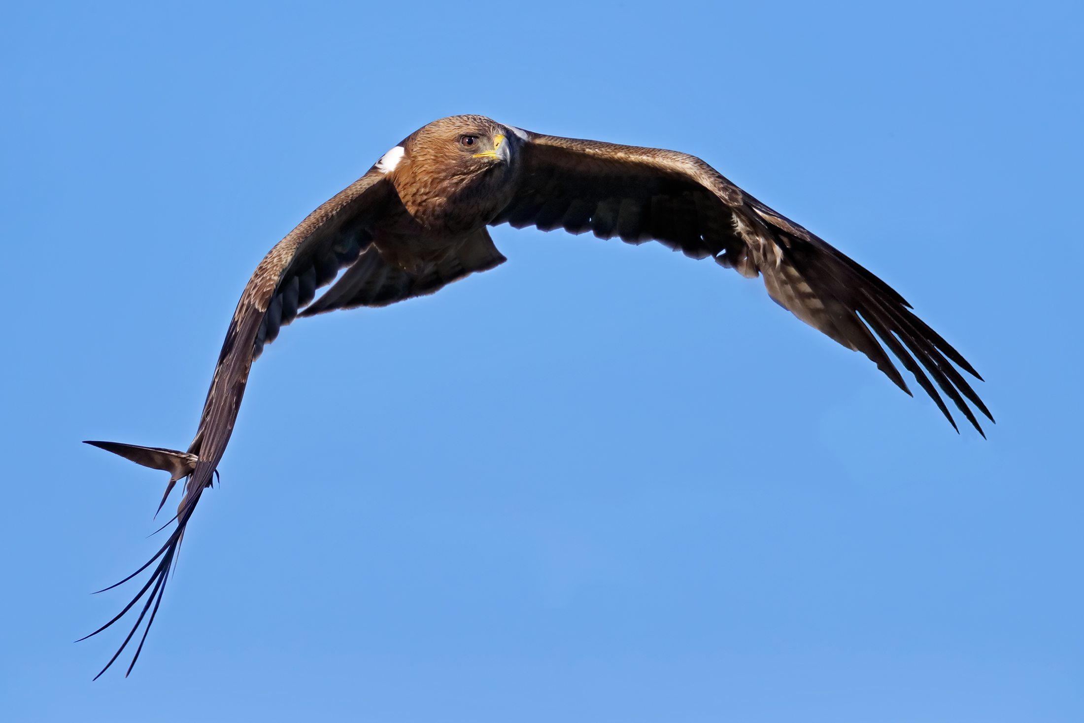 Booted Eagle - Dark morphism