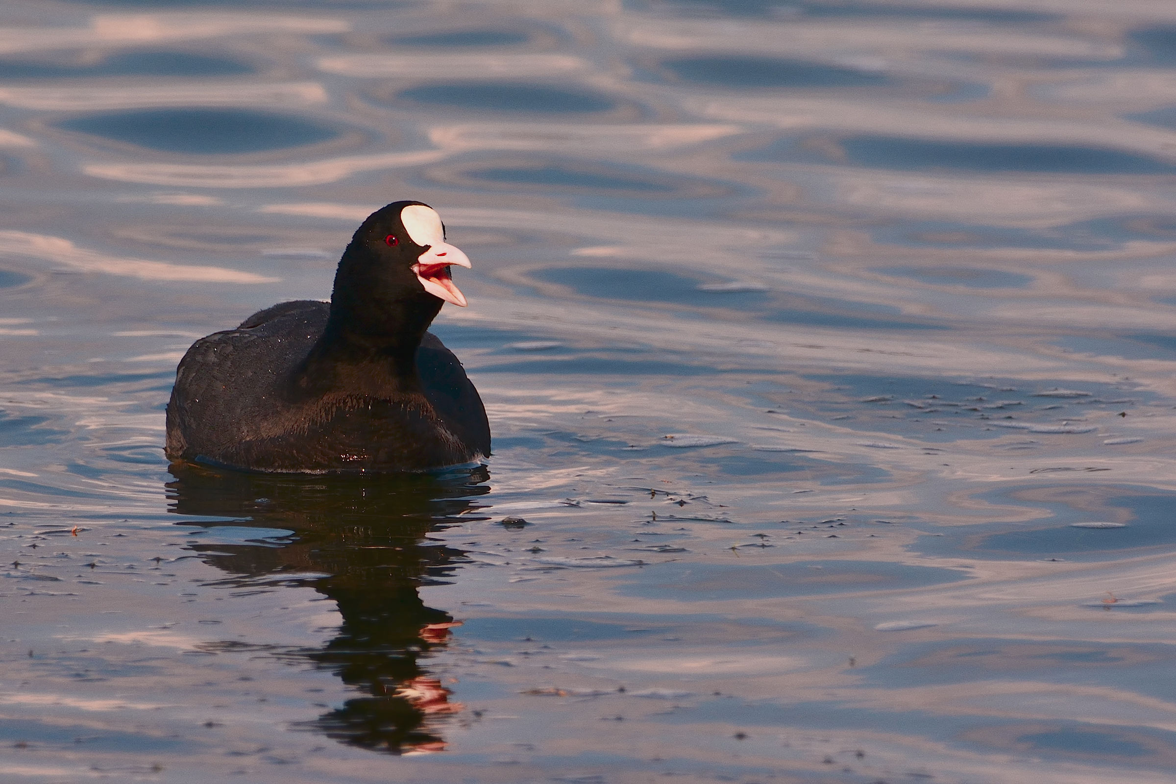 But what do you want??