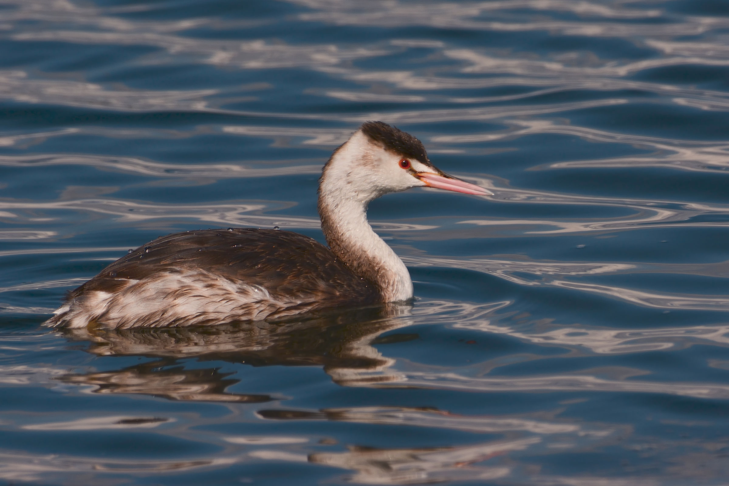 Grebe
