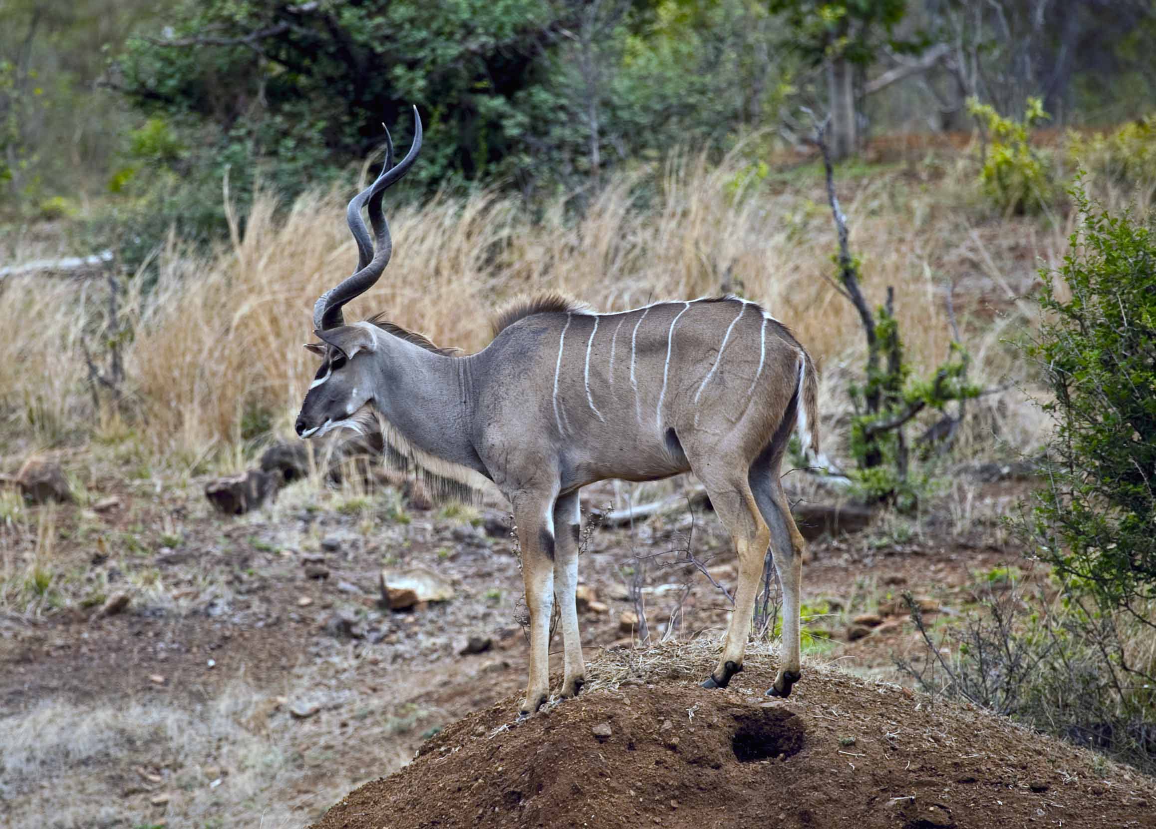 Kudu - Botswana