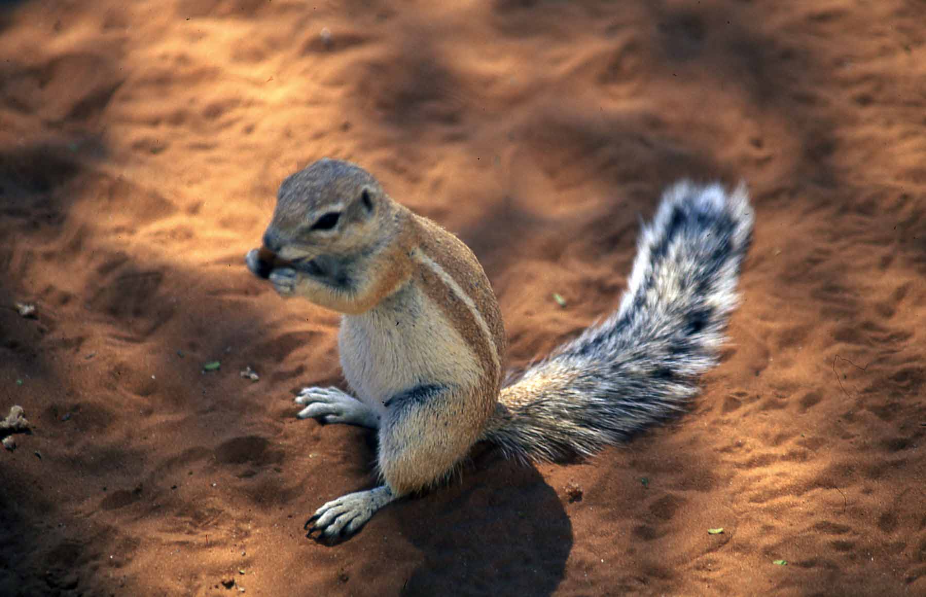 Ground squirrel in red desert