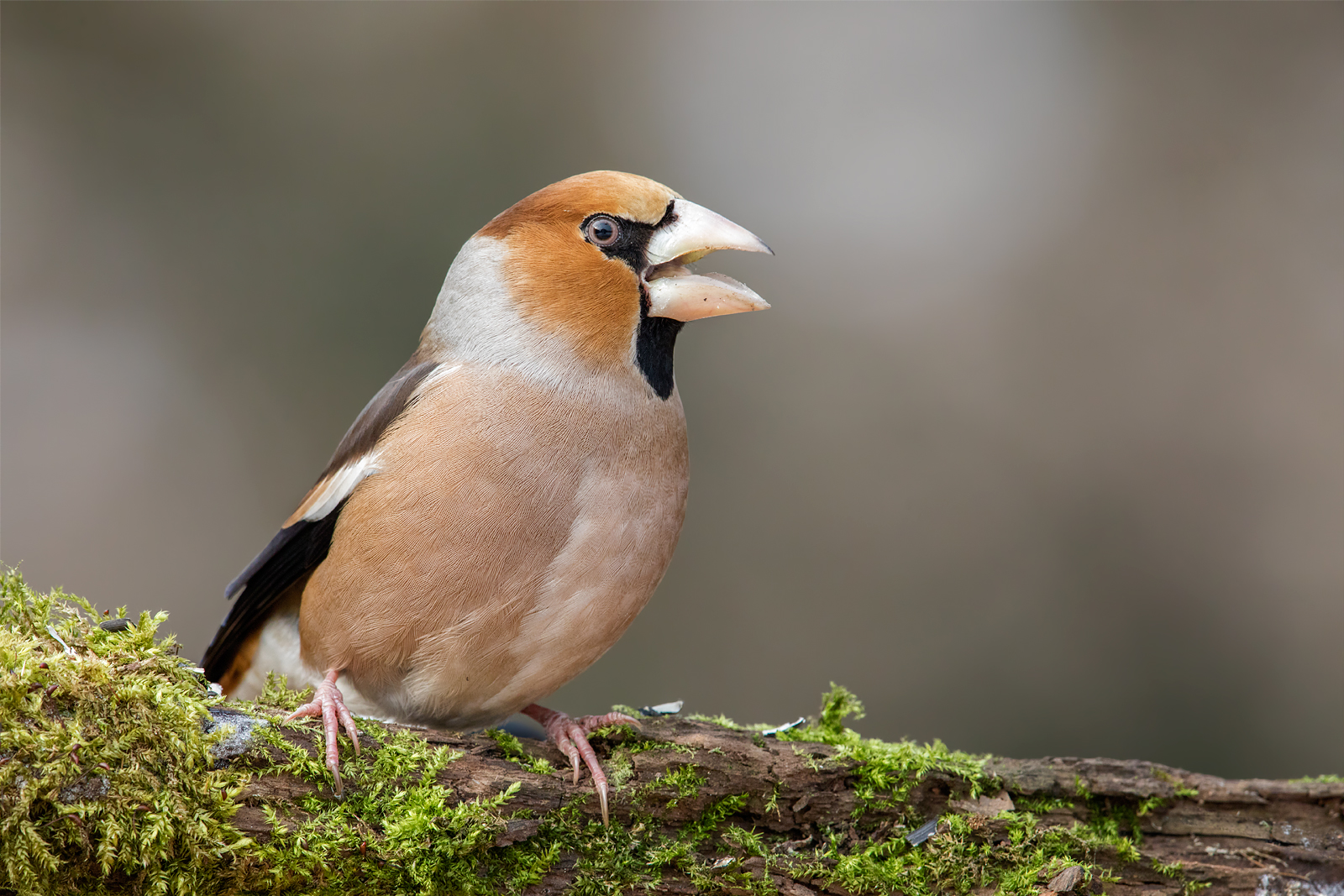 Frosone (Coccothraustes coccothraustes)