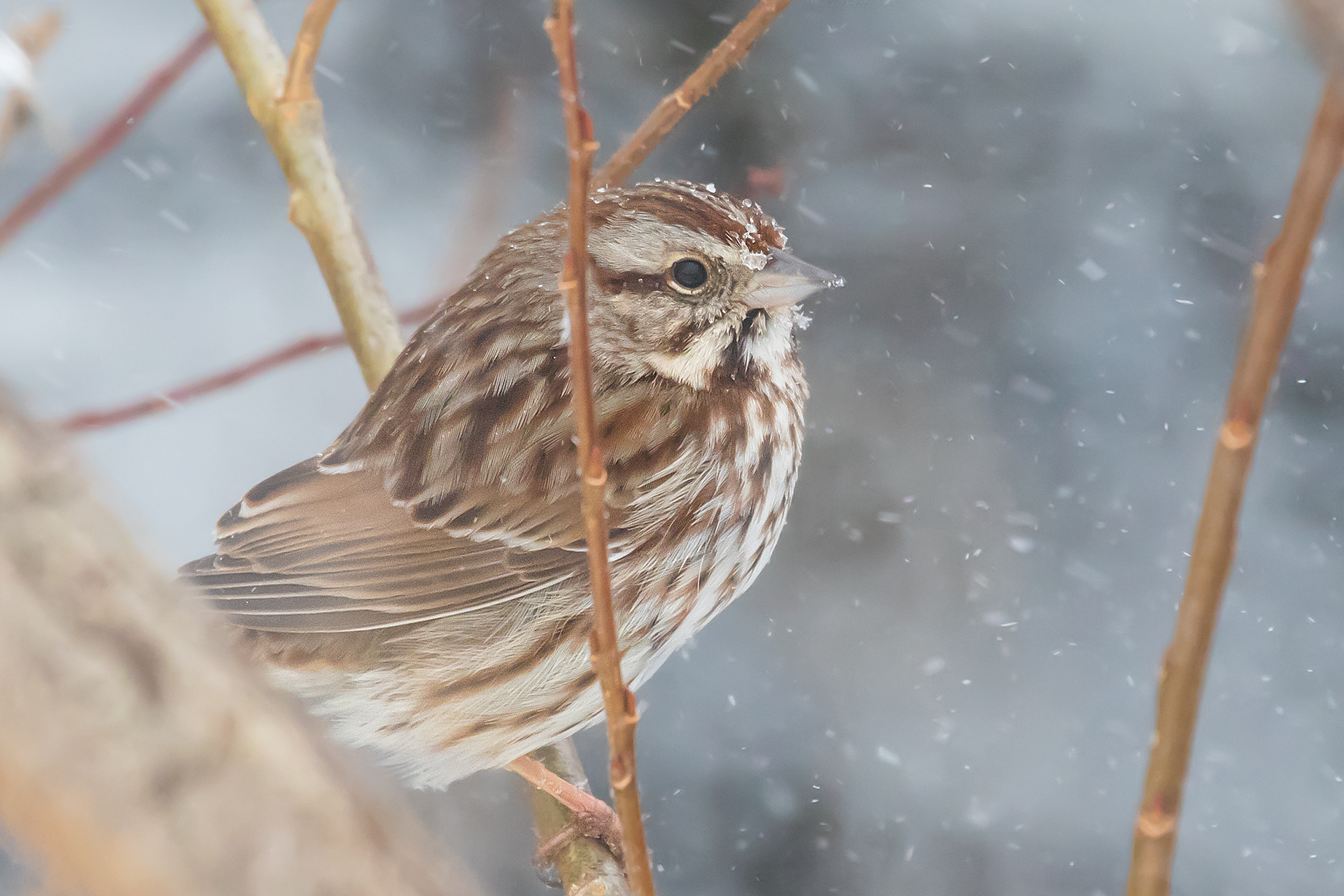 Melospiza melody sheltered from the blizzard