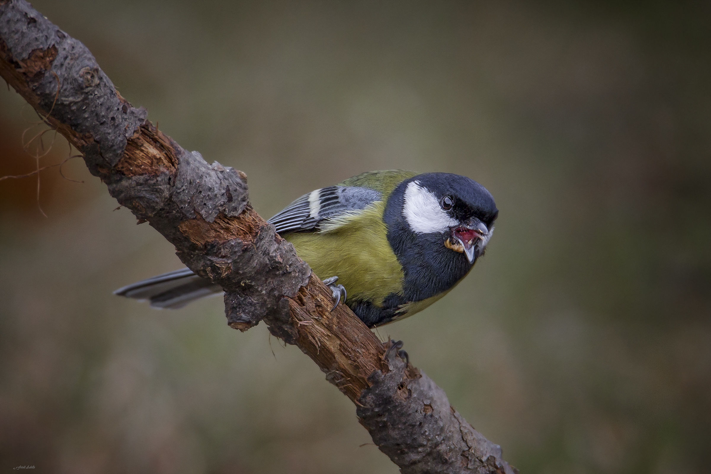 Cincia poco allegra..........