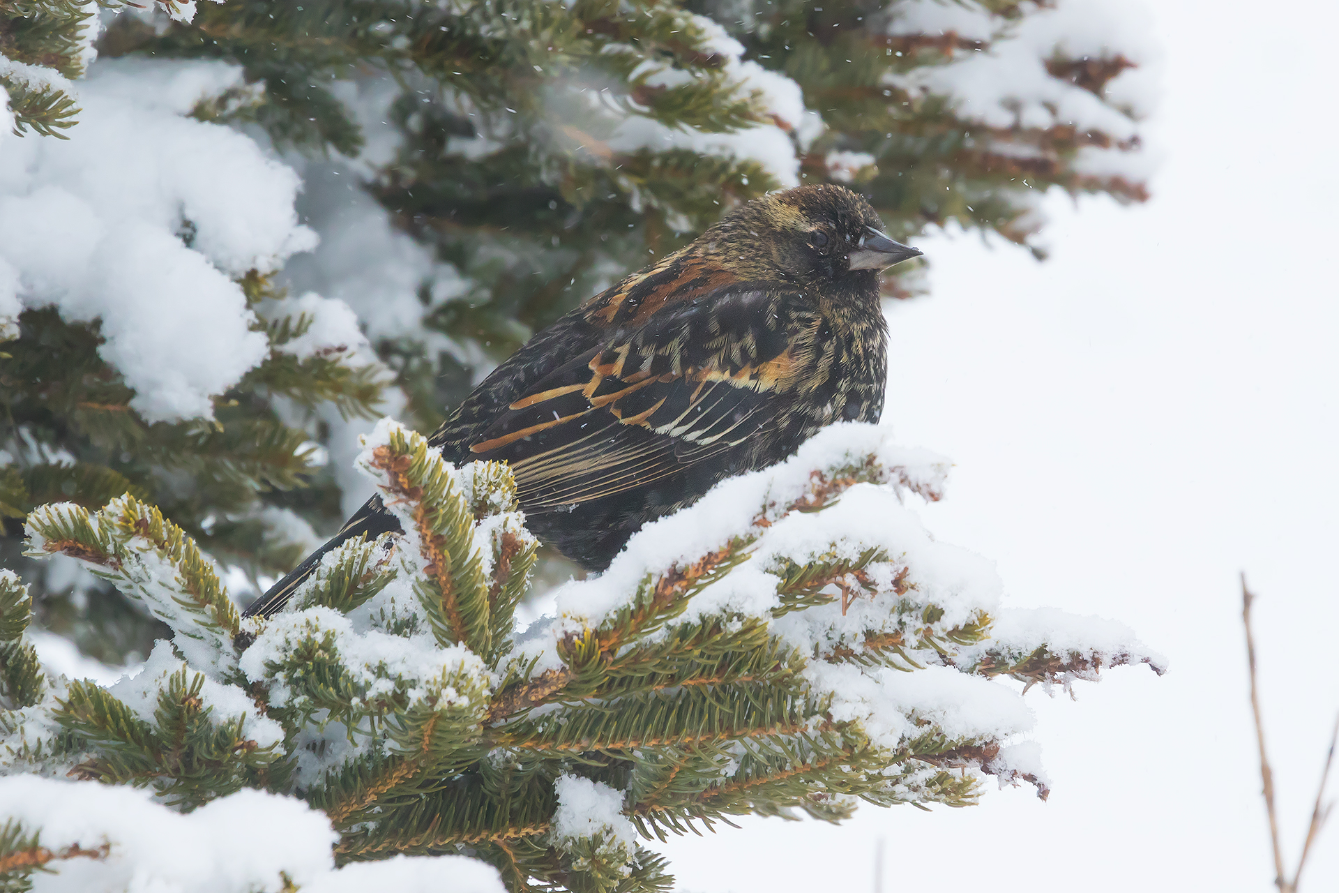 Red-winged Blackbird