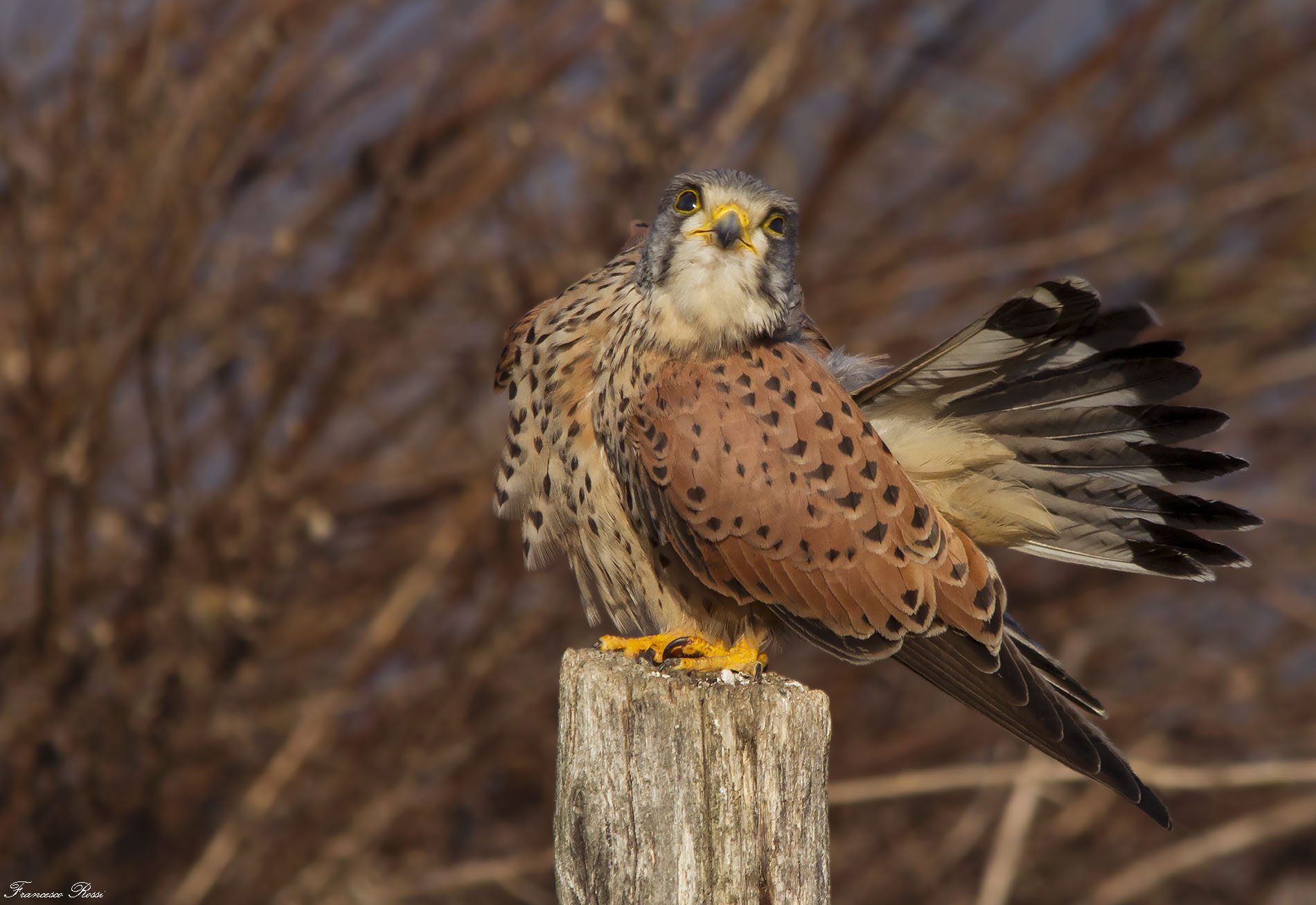 Kestrel in cleaning