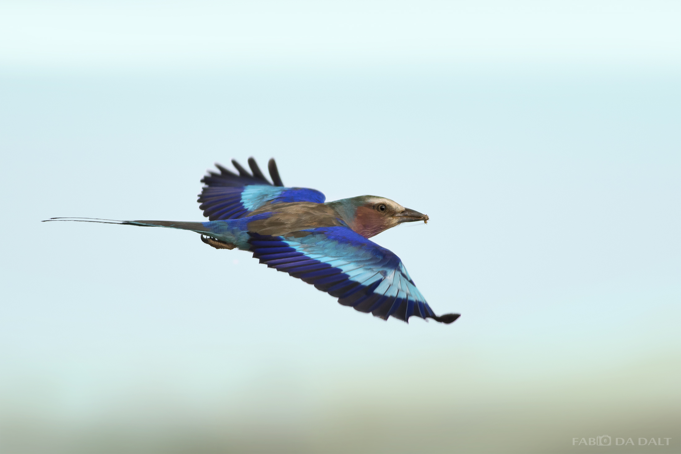 Ghiandaia Marina Pettolilla