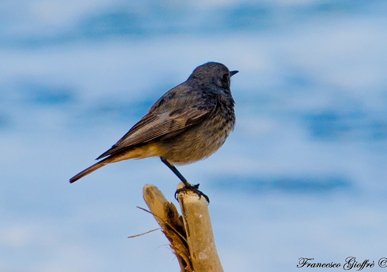 L'uccellino che vien dal mare