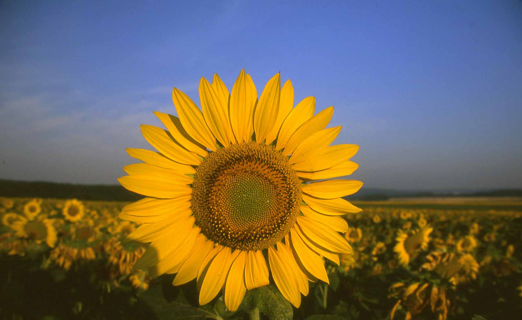 Sunflower in a field of Alsace
