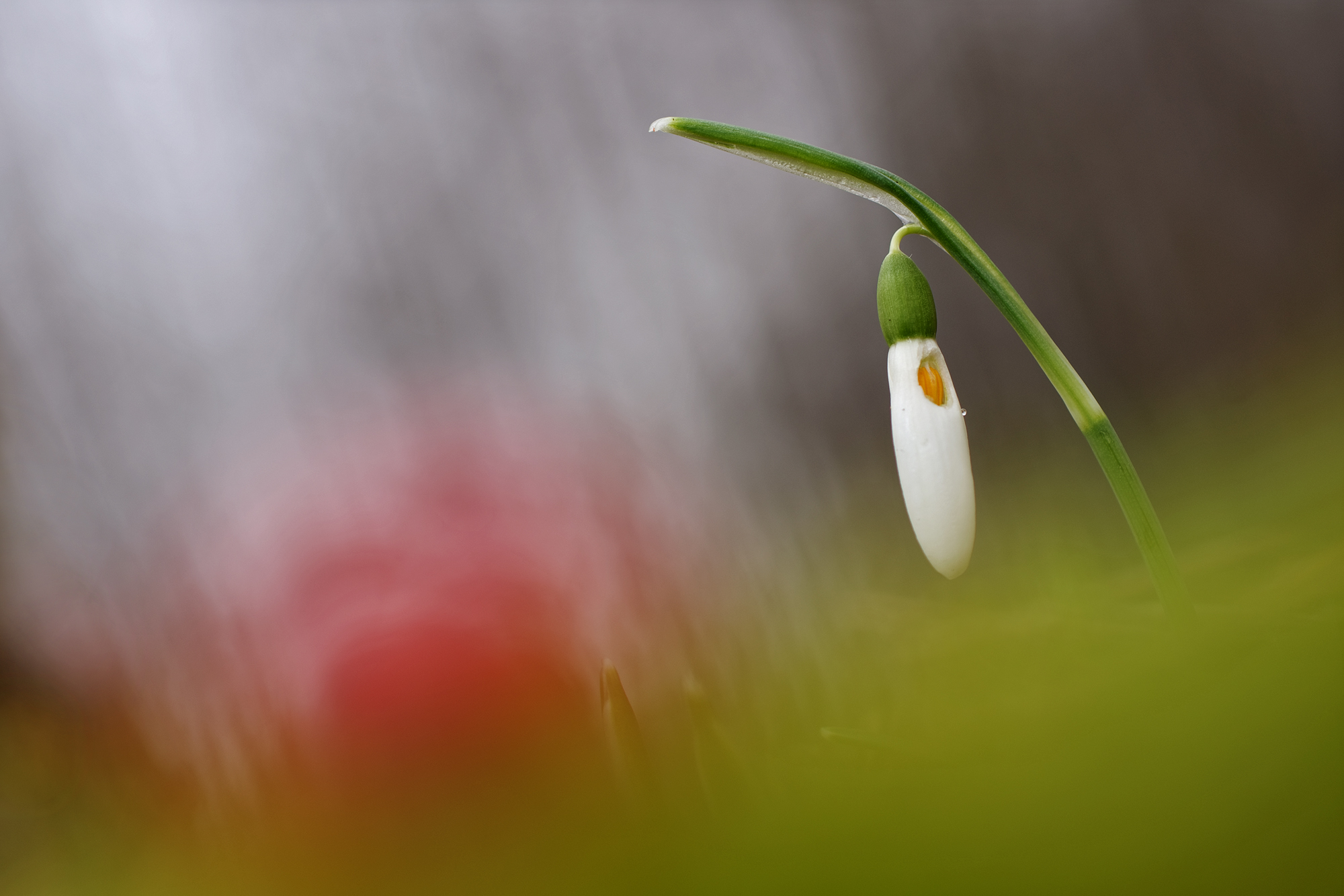 Snowdrop