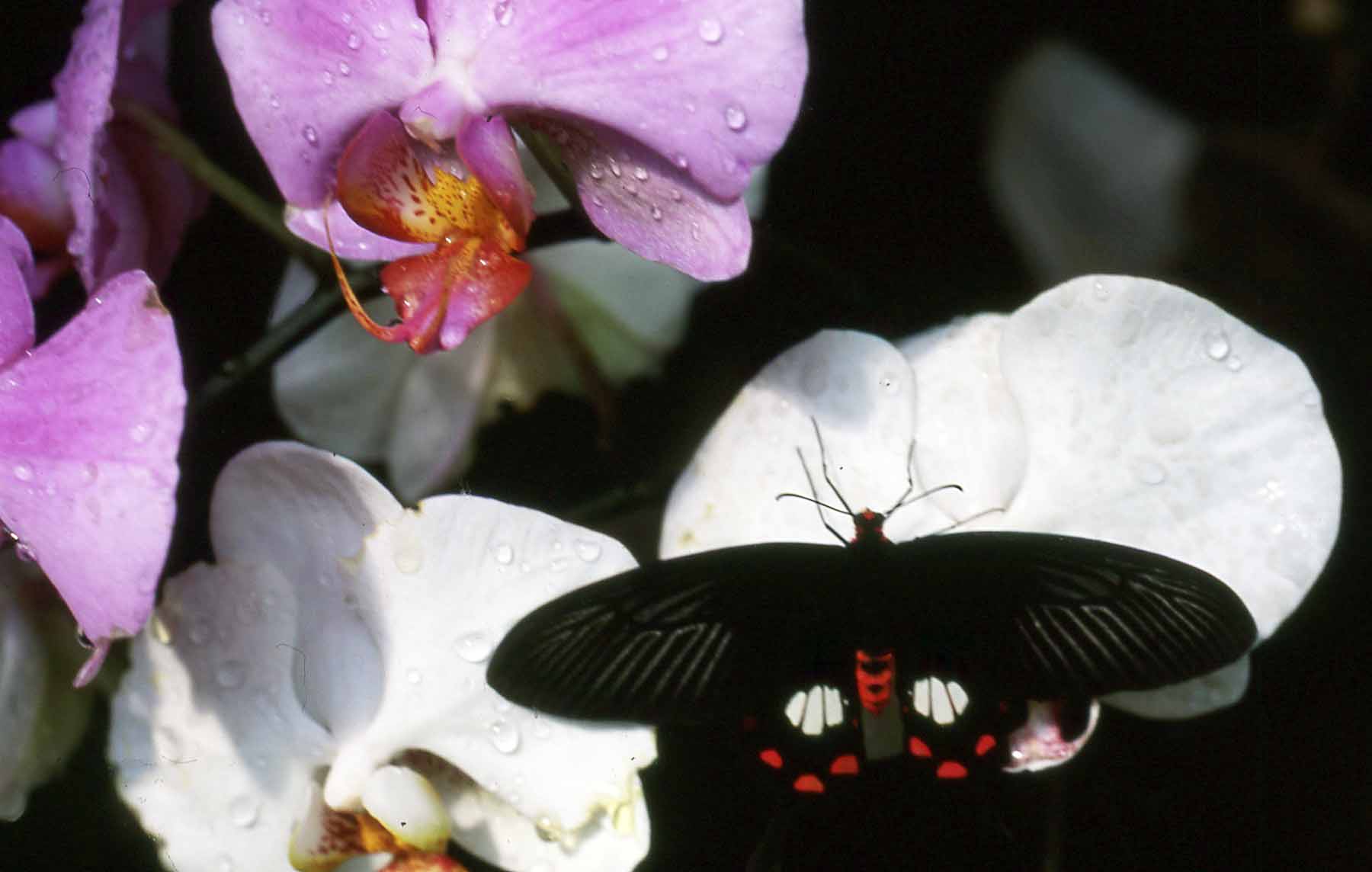 Farfalla su orchidea