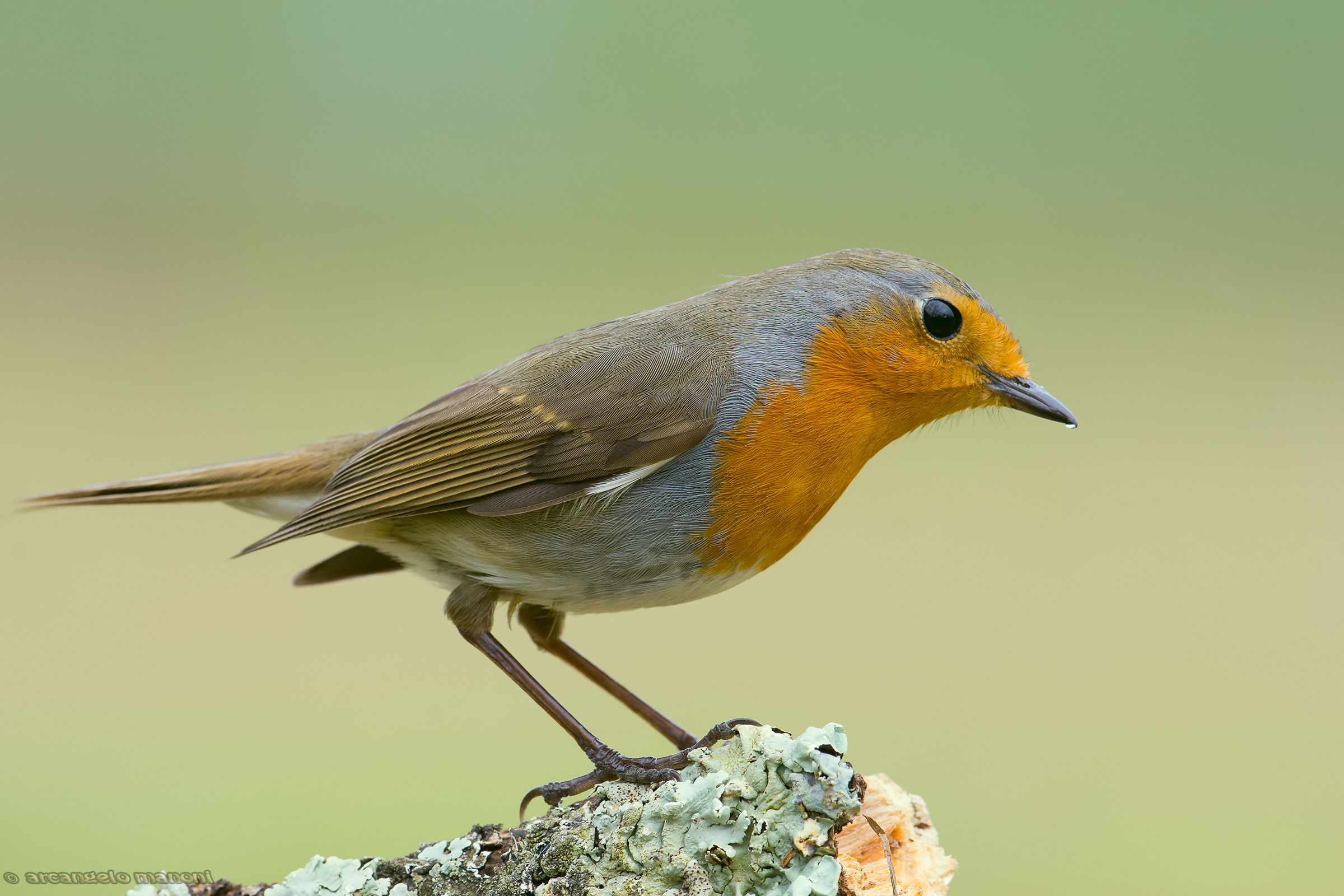 L'espressione intelligente di Robin