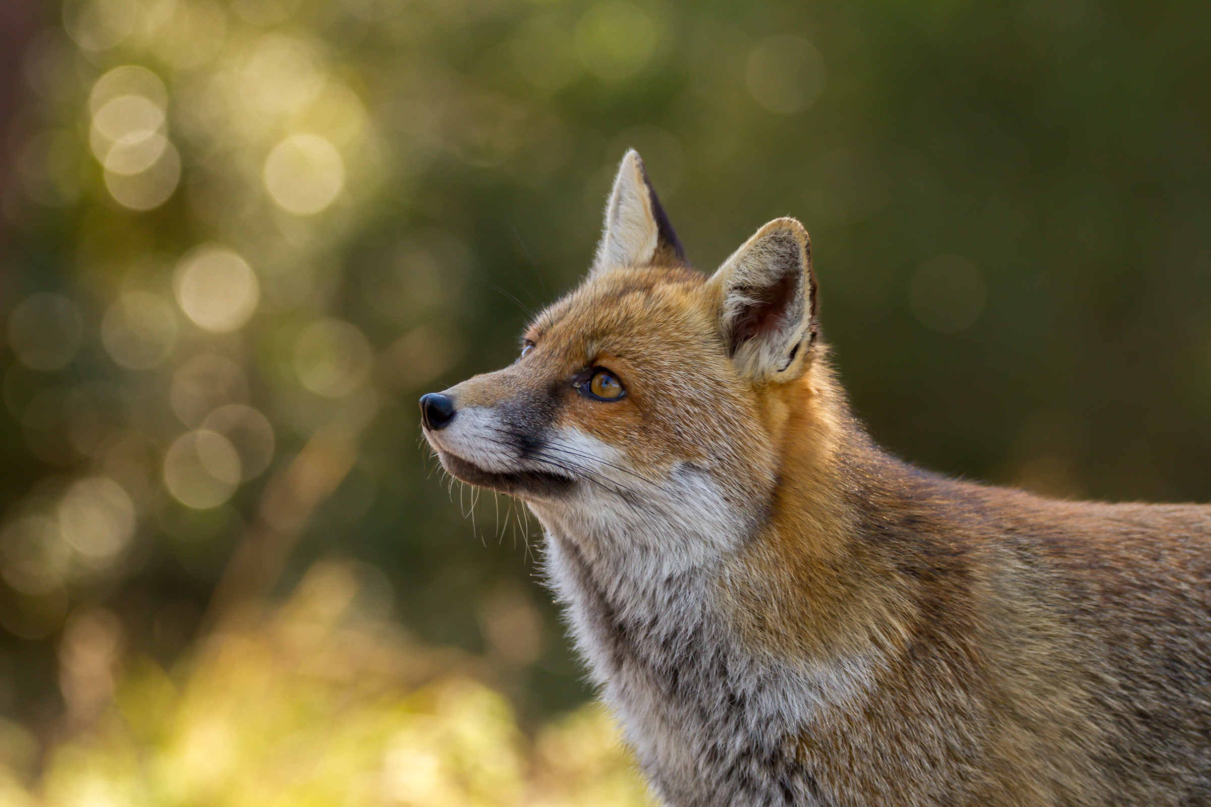fox thoughtfully