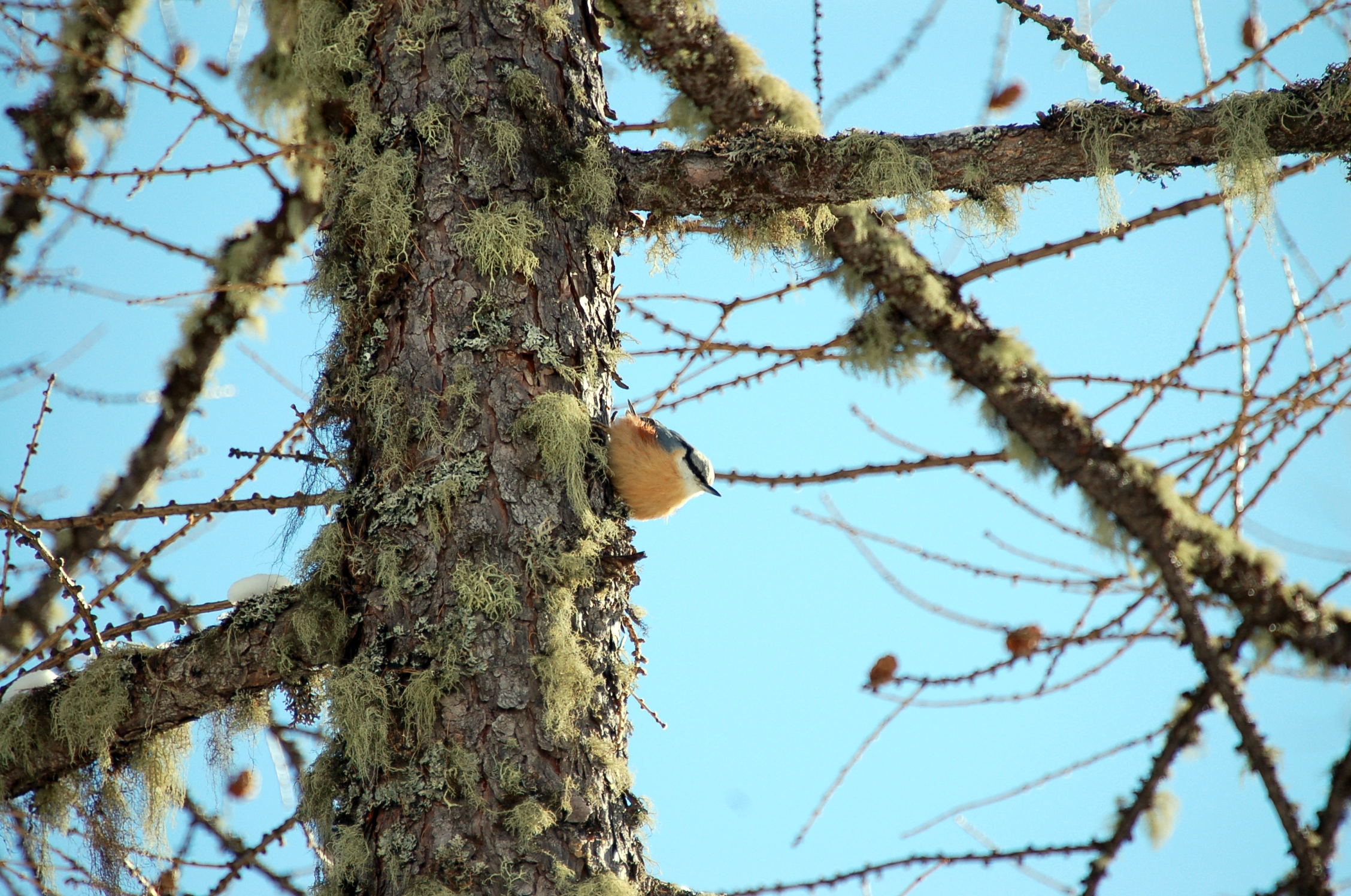 Picchio muratore (Sitta europaea) - febbraio