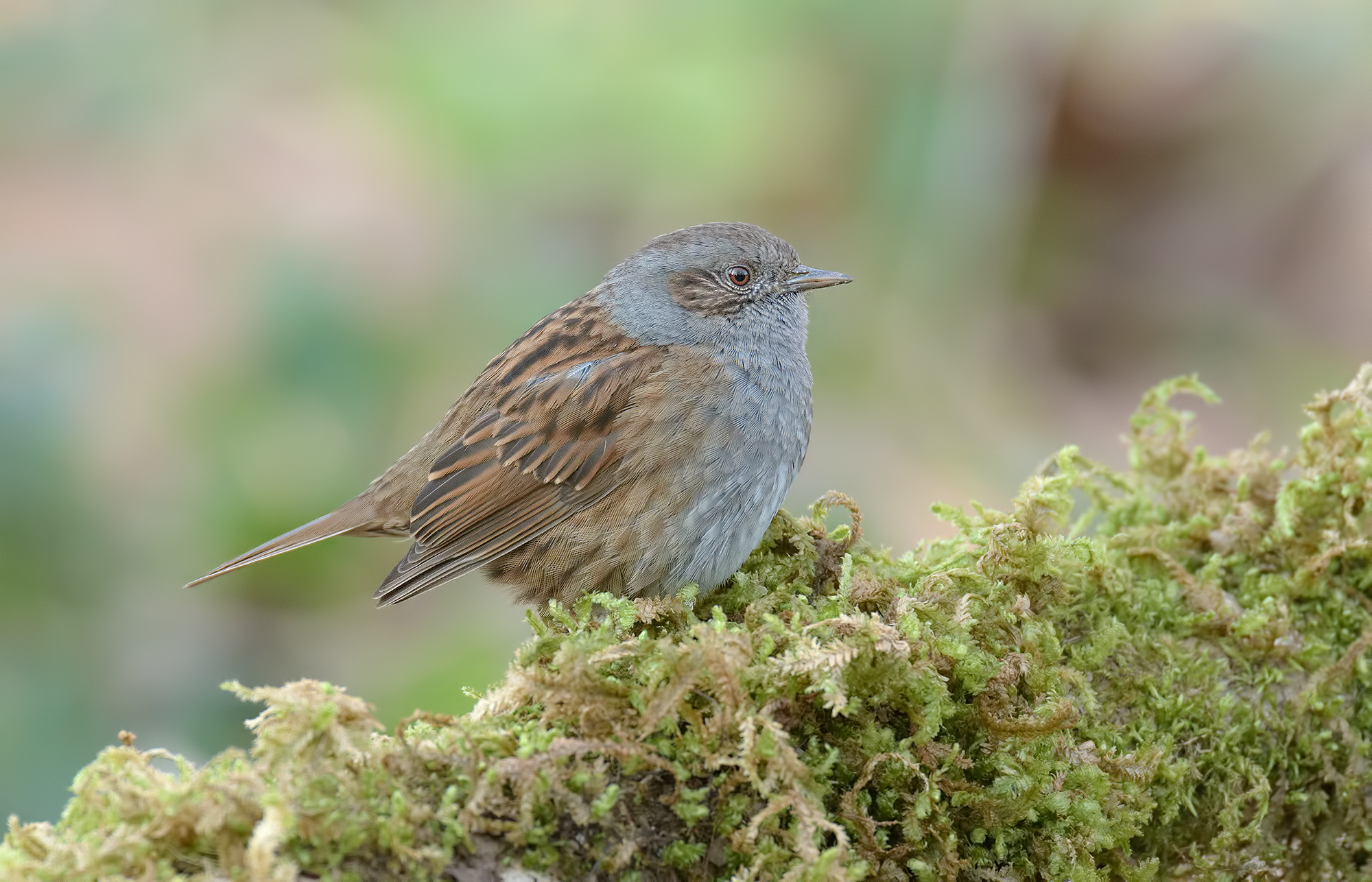 Dunnock. Apuan Alps.