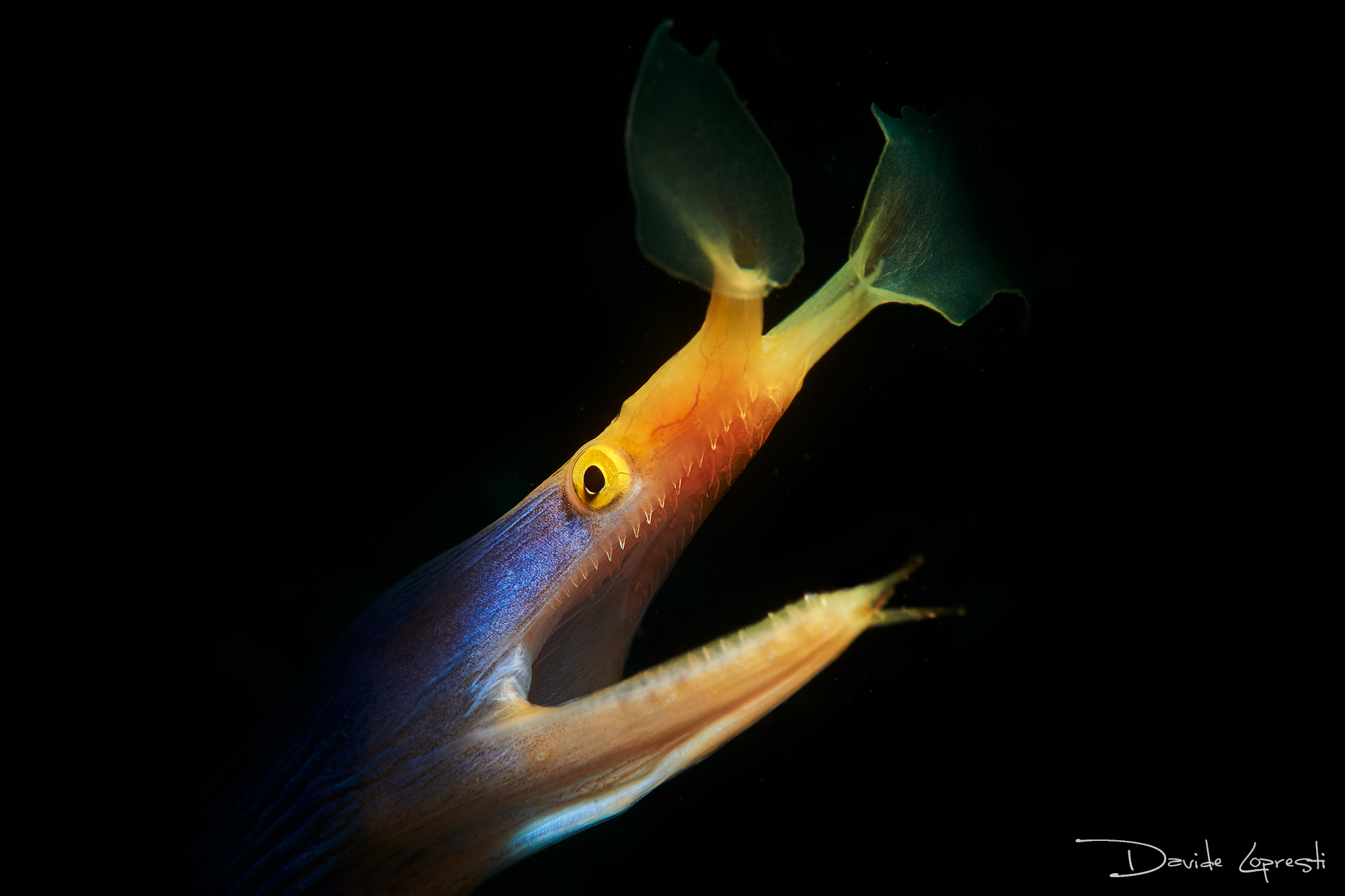 Ribbon eel ...