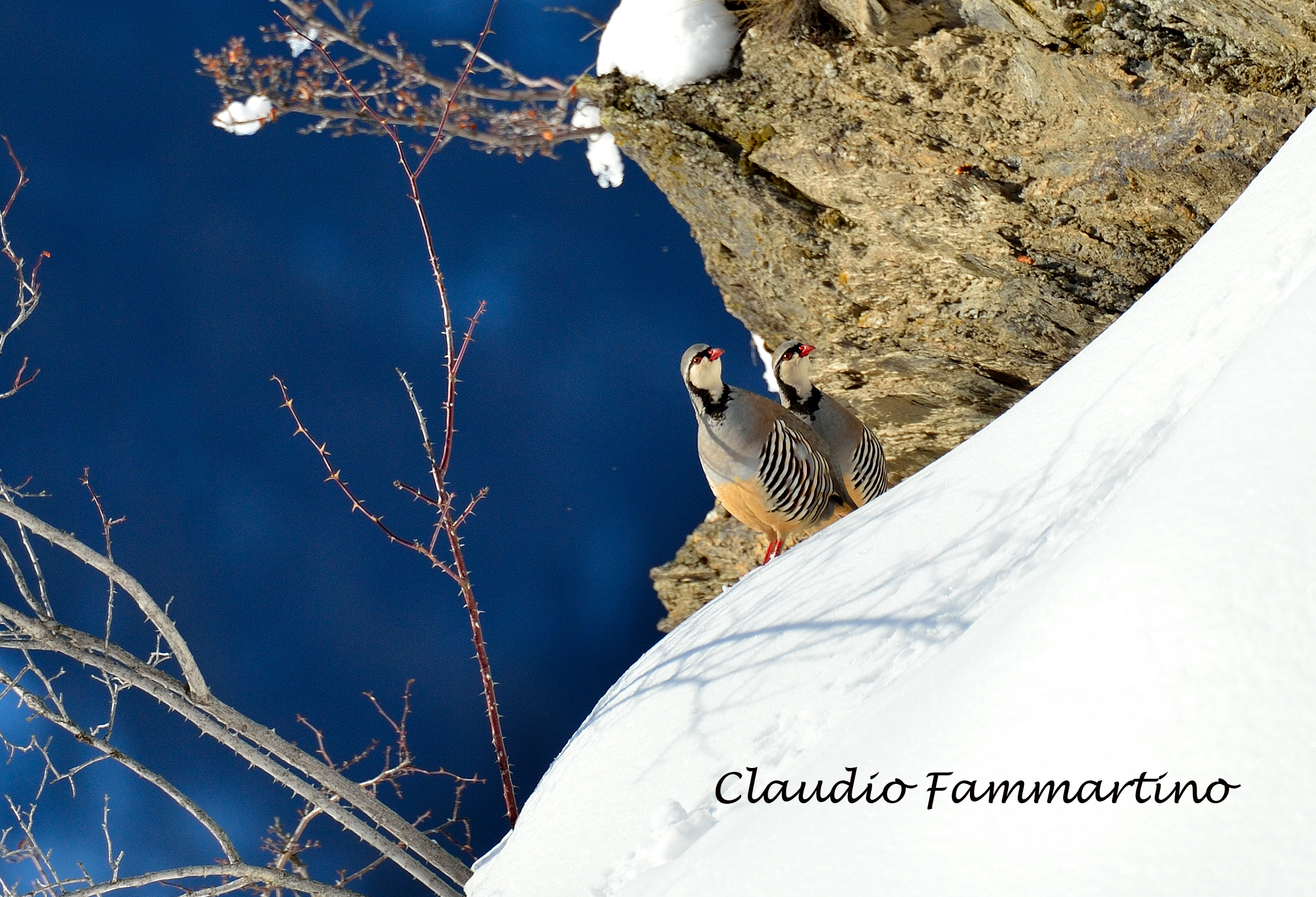 Couple of partridges