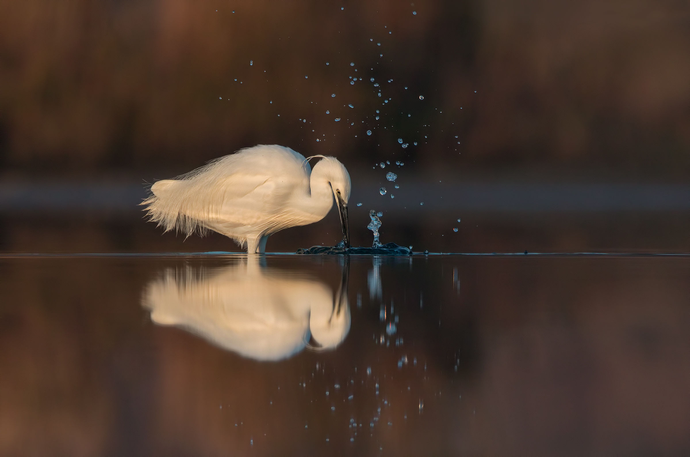egret