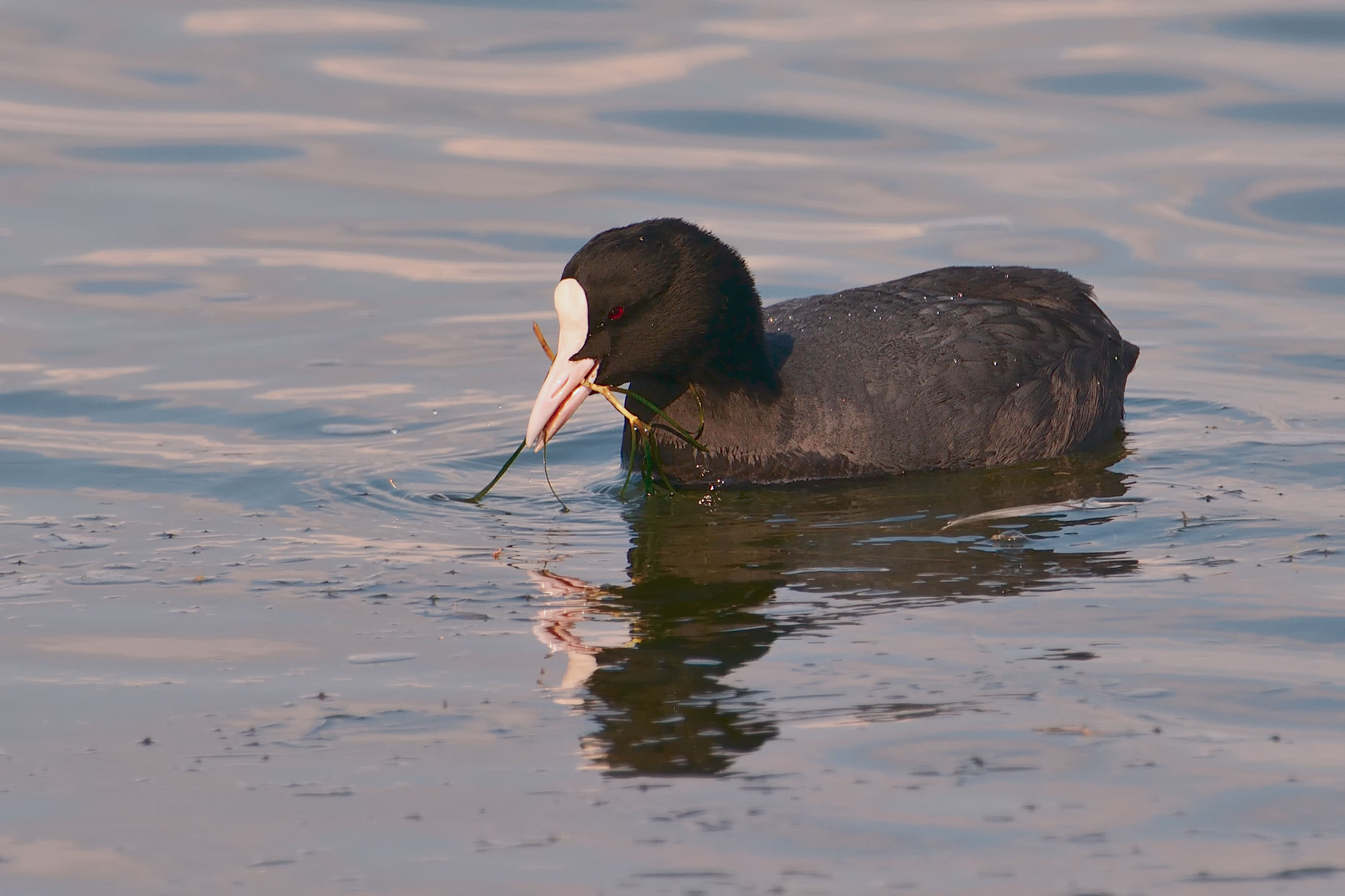 Coot snack