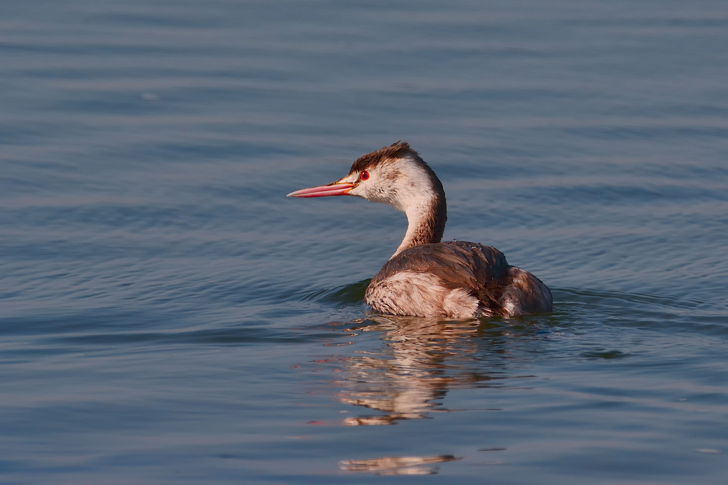 Grebe