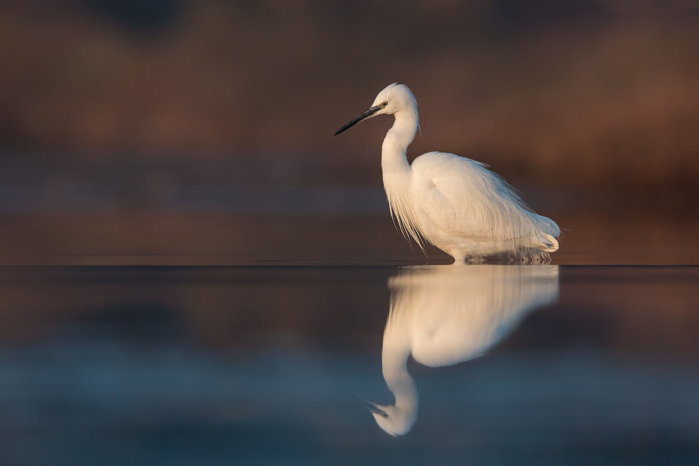 egret