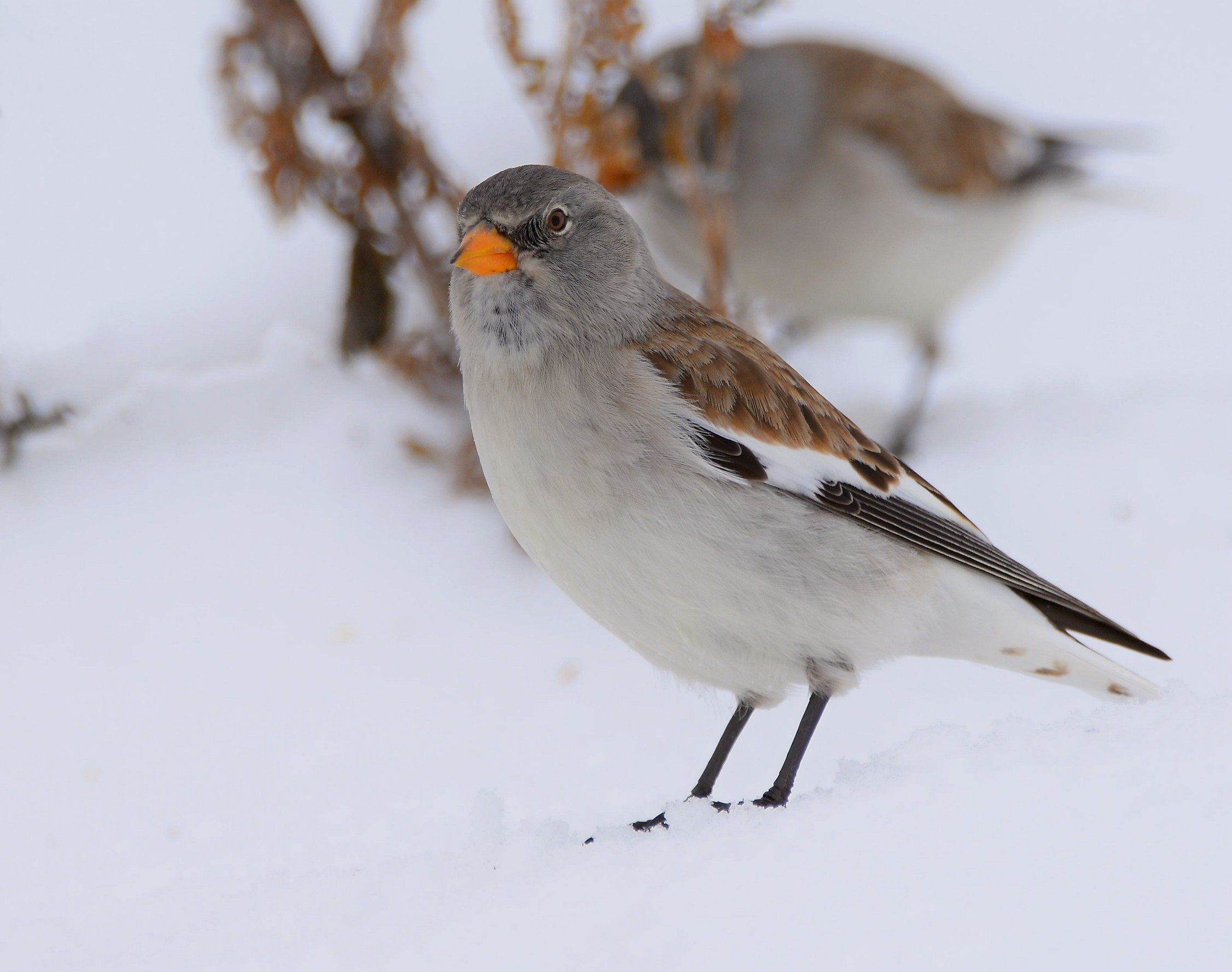 Alpine Chaffinch