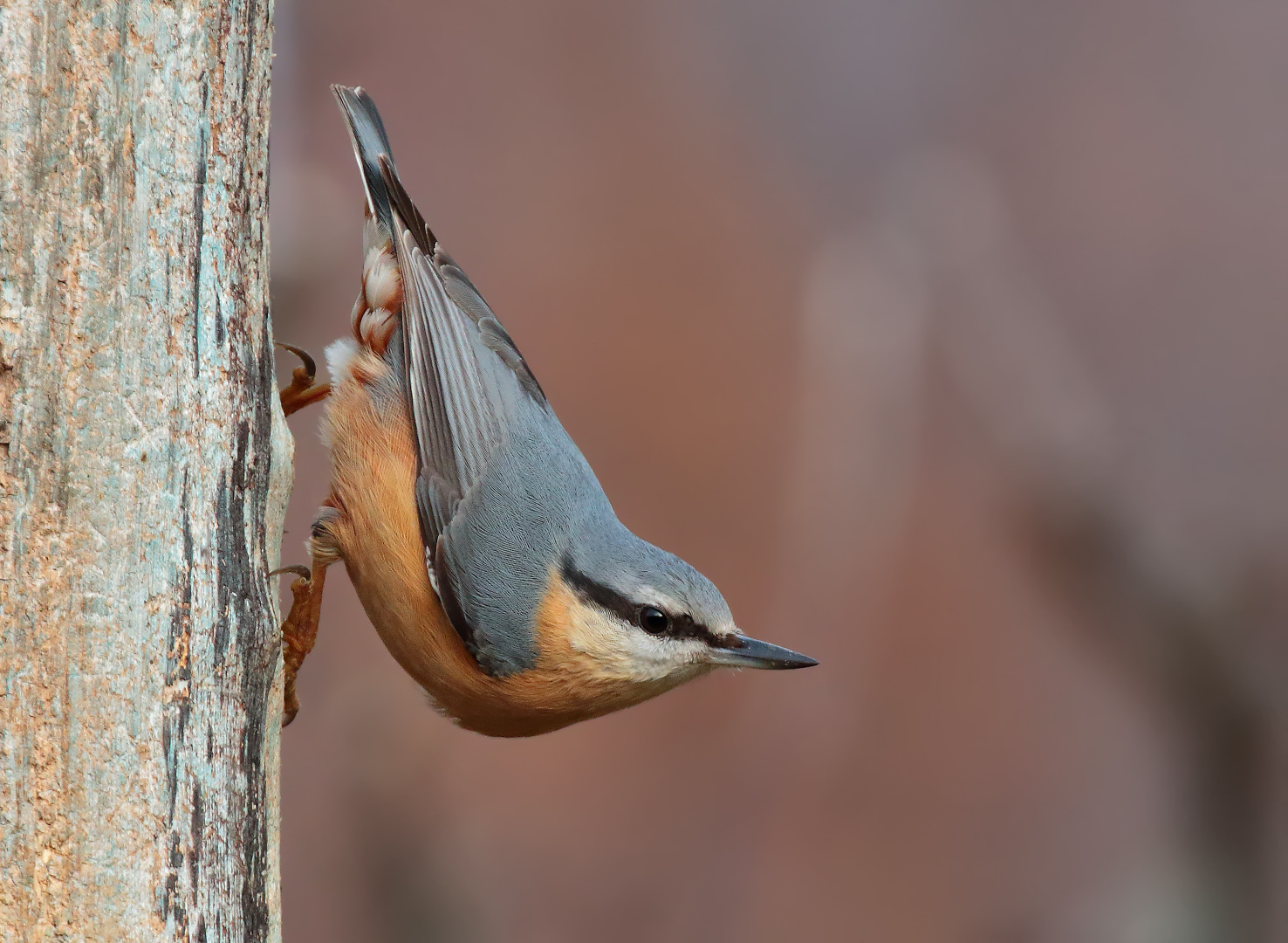 nuthatch