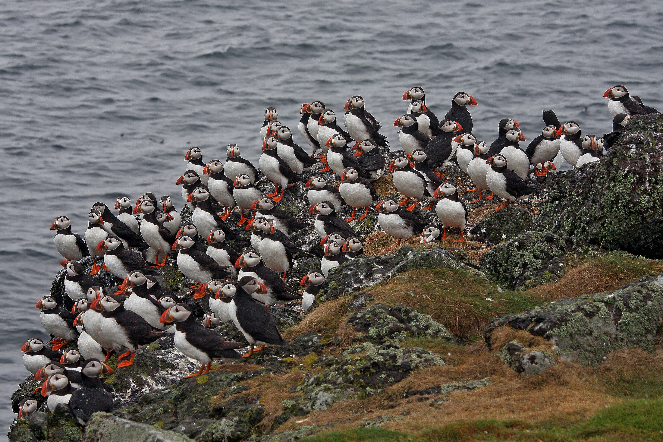 Una bella colonia......