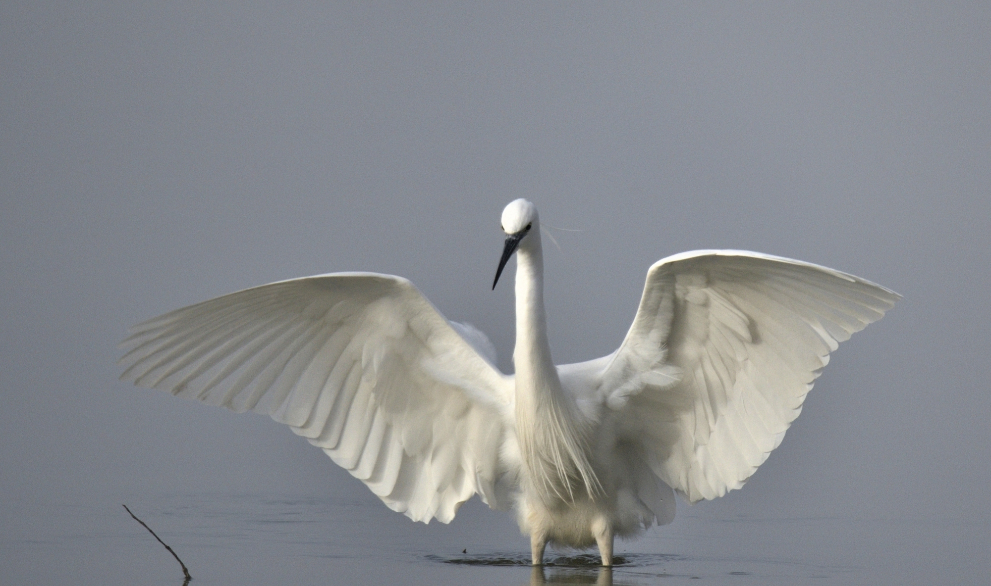 Garzetta nella nebbia