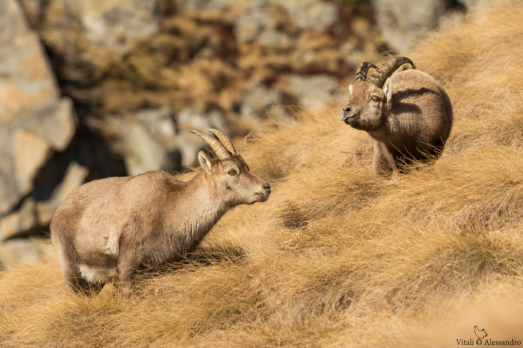 Promising young !!!!!!