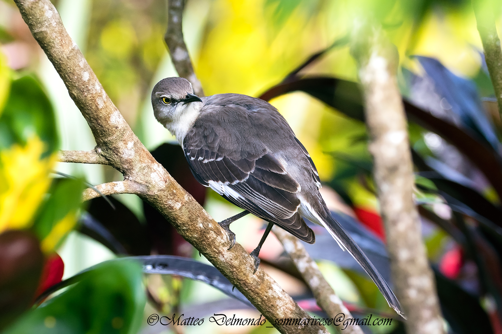 Northern Mockingbird (Mimus polyglottos)