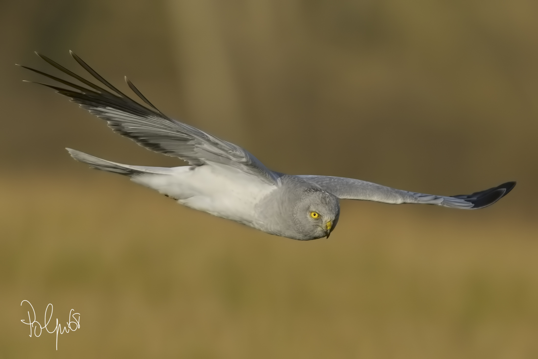 Face to face cin the 'Flying Dutchman