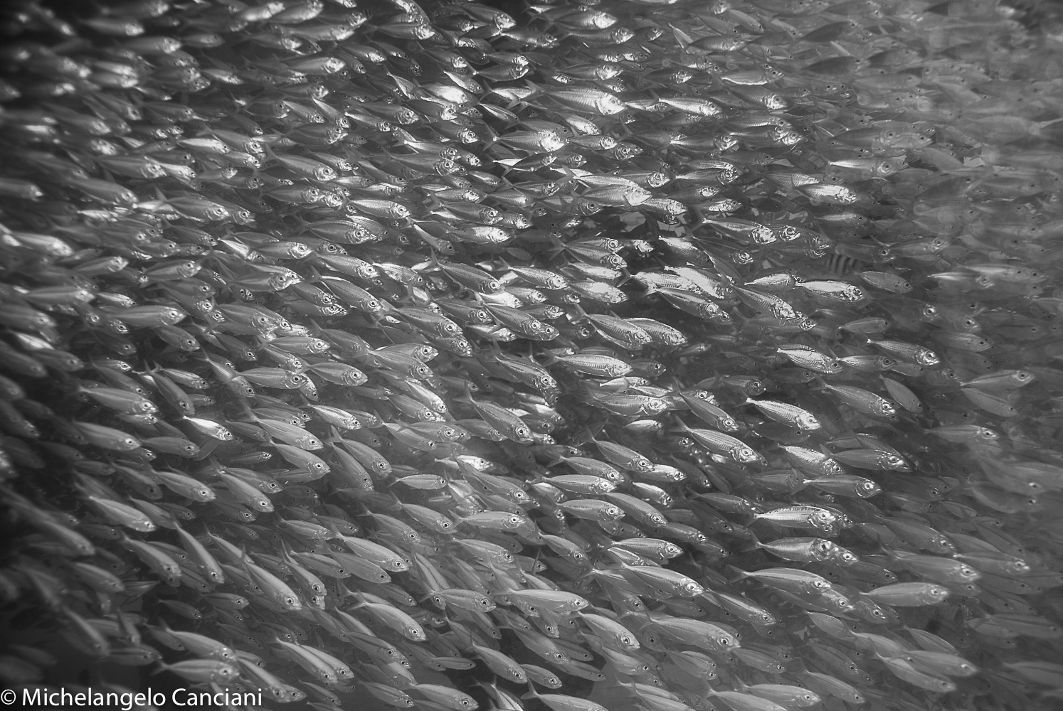 glass fish in bianco & nero