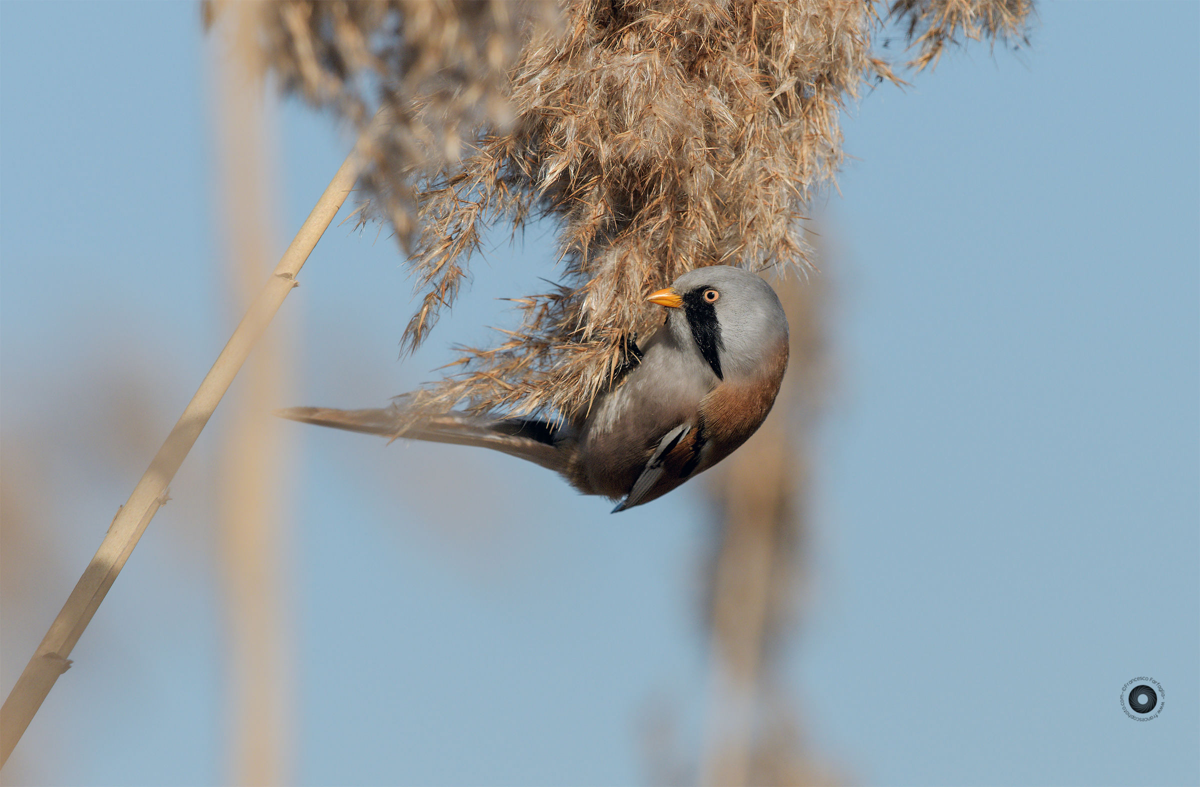 Bearded Tit