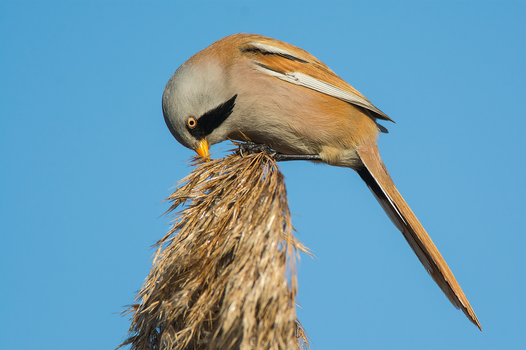 Bearded Tit