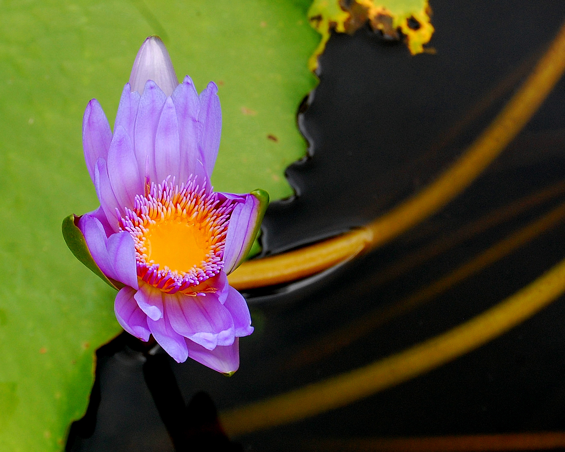 Pamplemousses(Mauritius):ninfea viola
