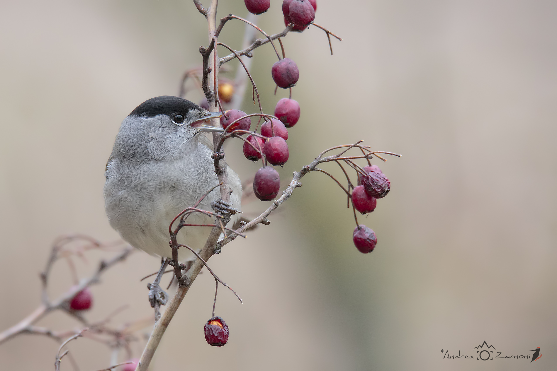 hungry blackcap