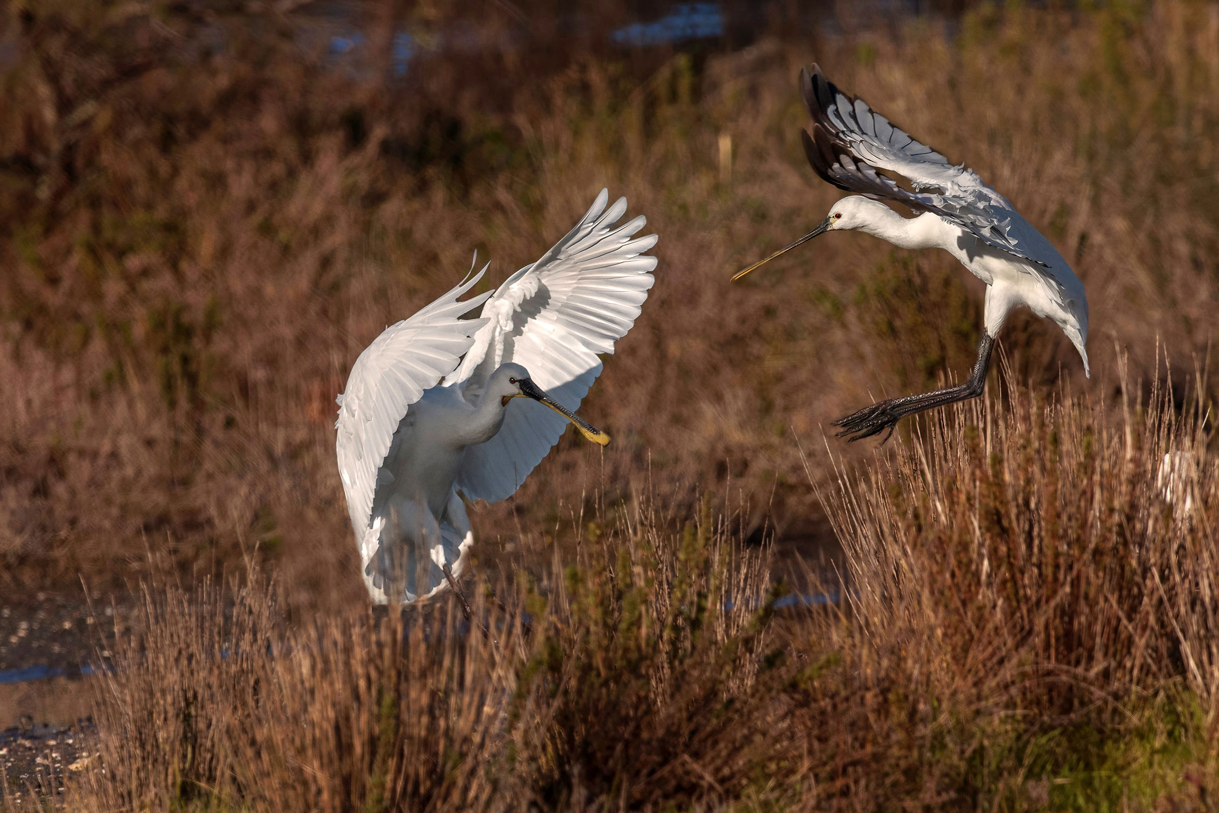 spatole...lite familiare