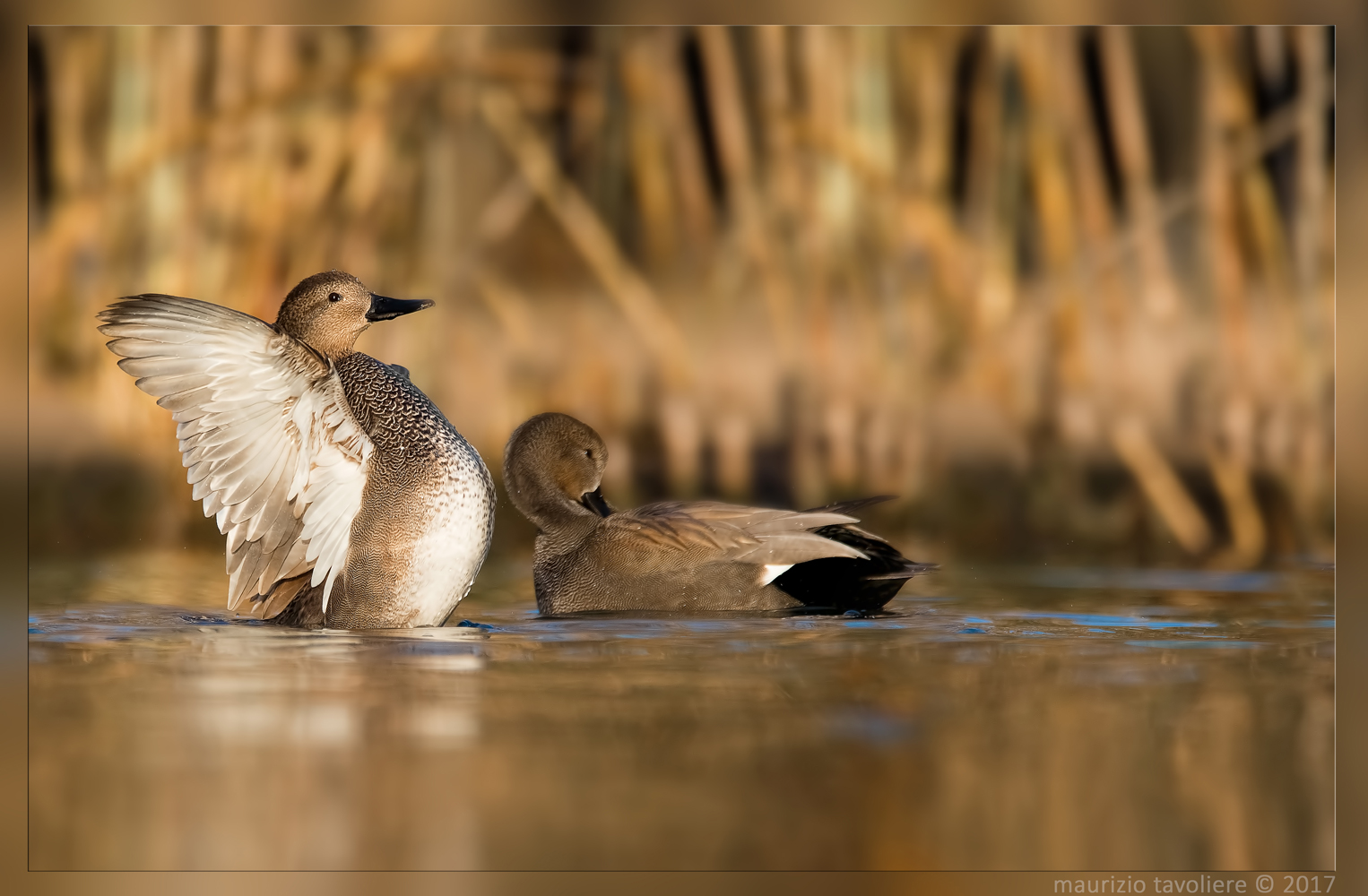 Swat play between Gadwalls ..