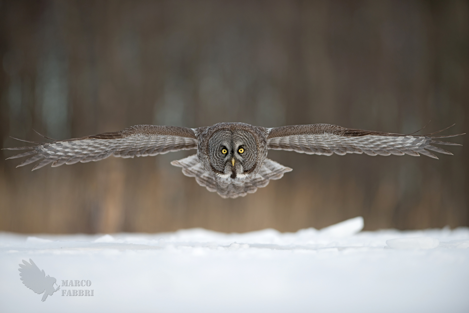 Assassino silenzioso