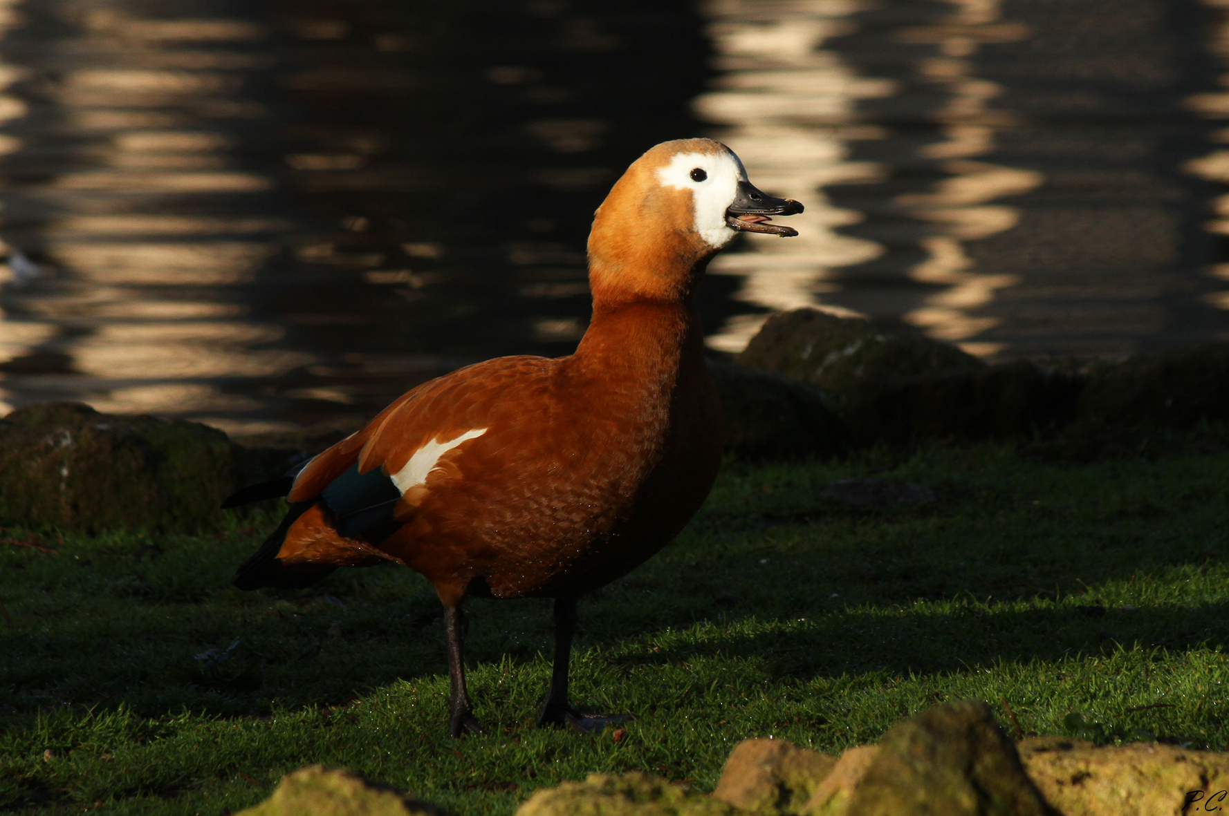 the direction of the shelduck